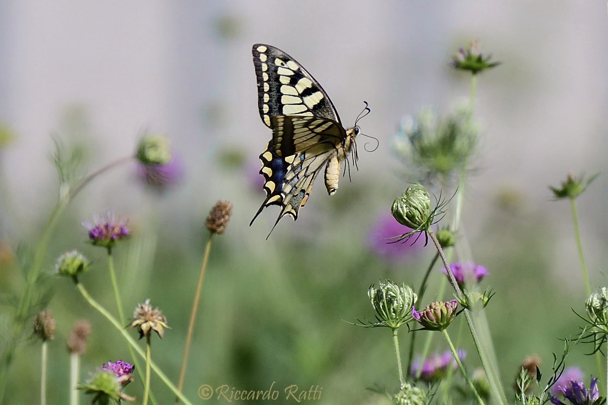 A spasso tra i fiori 1