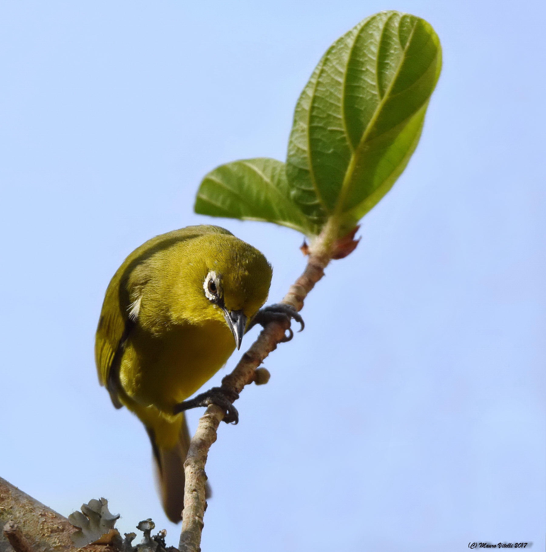 Cape White-eye (Zosterops pallidus)