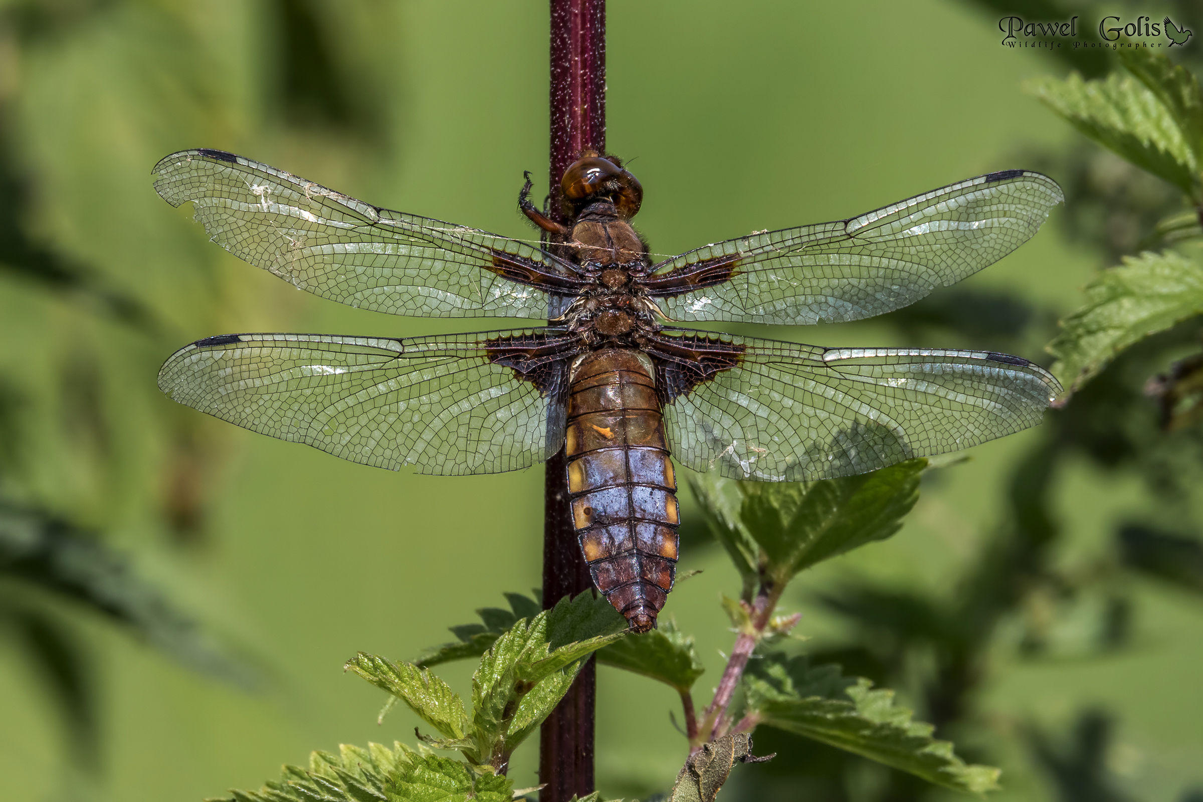 Broad-bodied chaser (Libellula depressa)