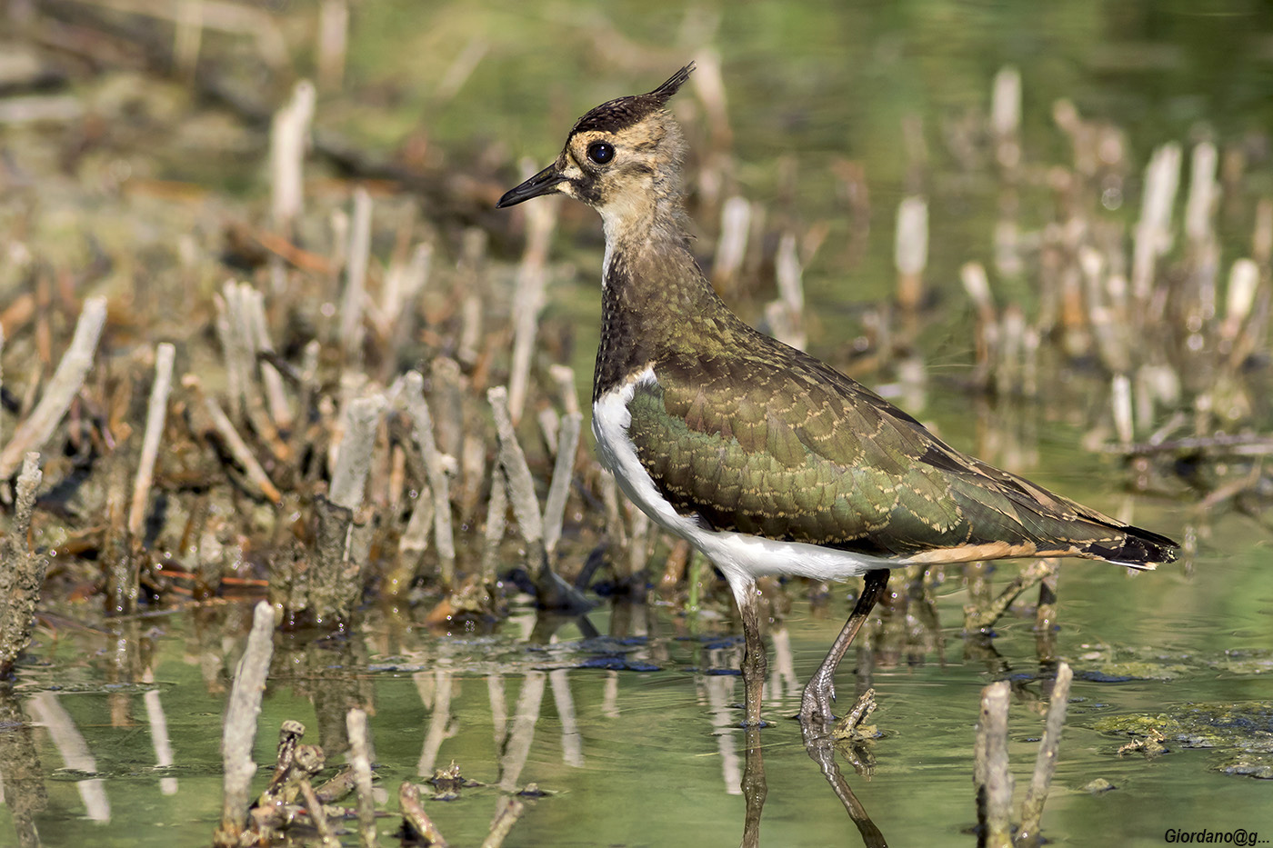 Lapwing..
