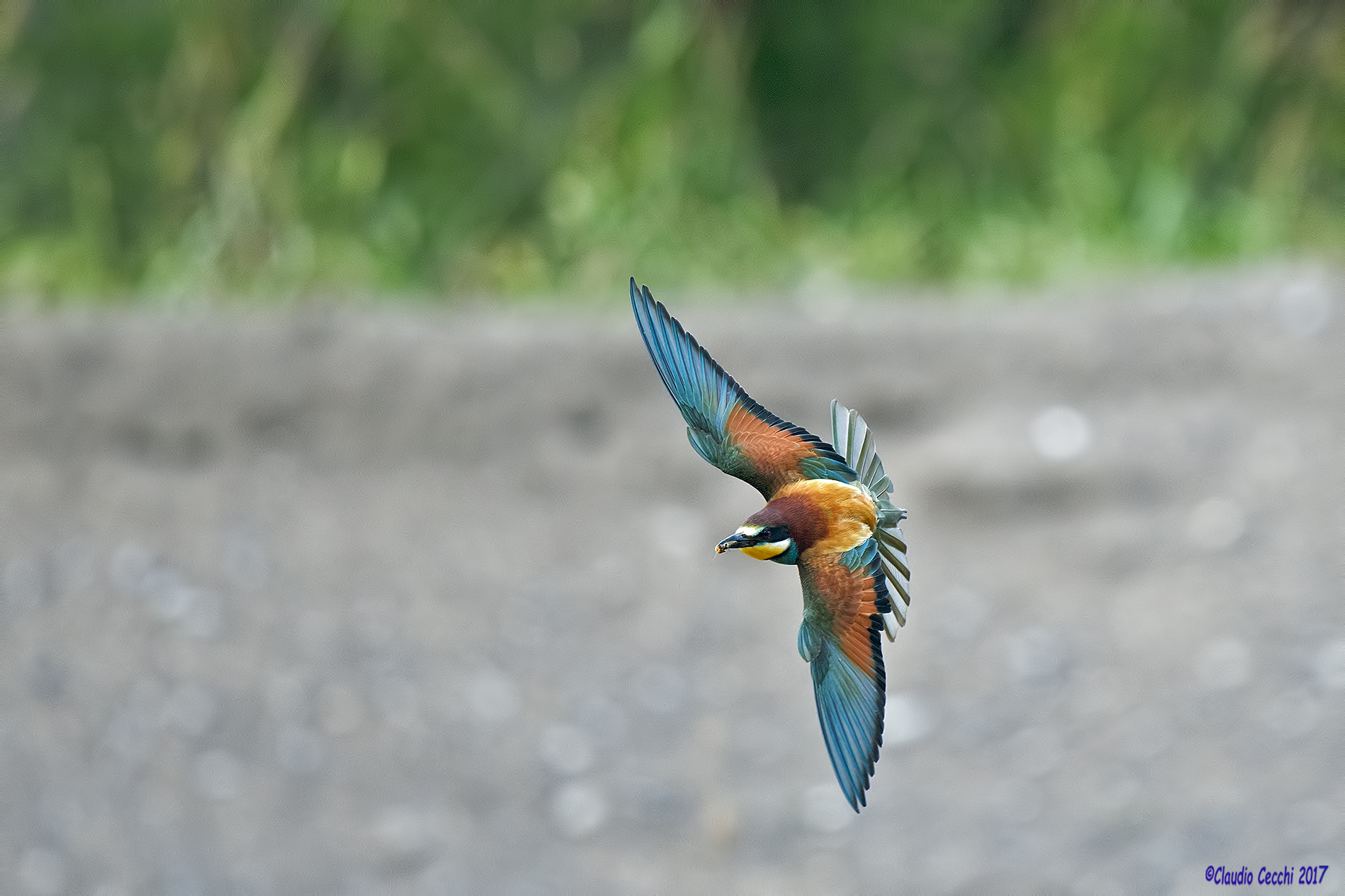 Beagle with bee in flight
