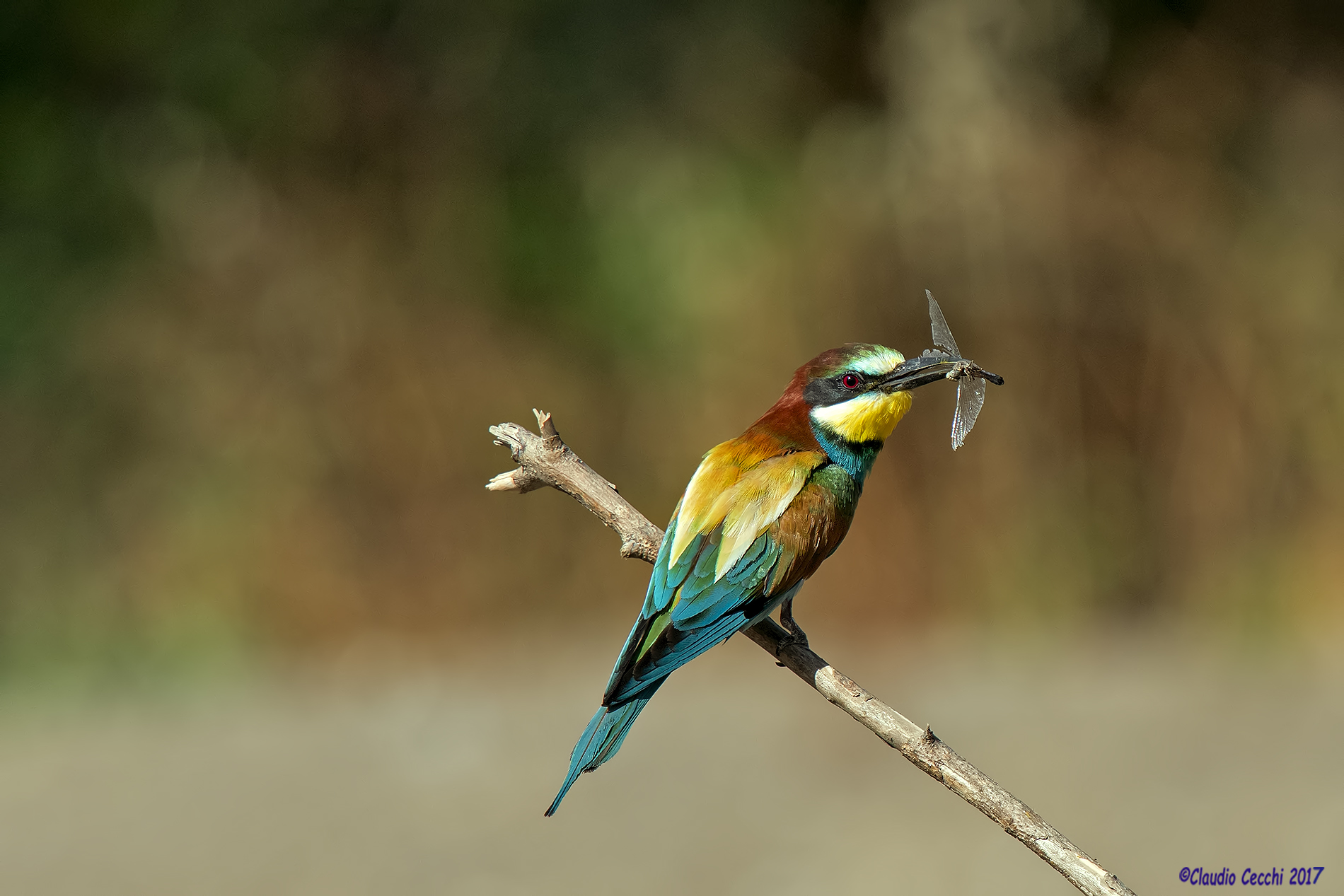 Bee eater
