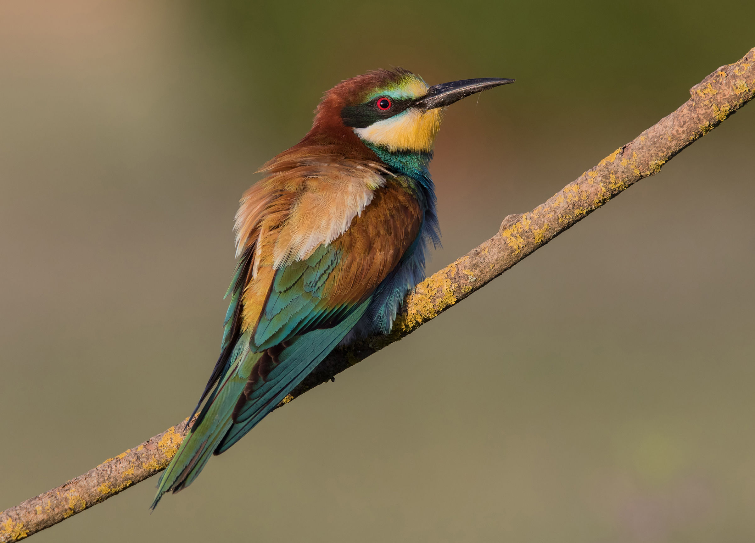 Bee eater
