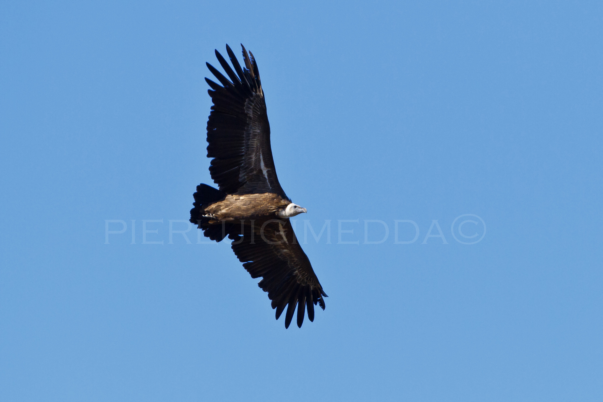 Grifone  Gyps fulvus sulla litoranea  Bosa- Alghero
