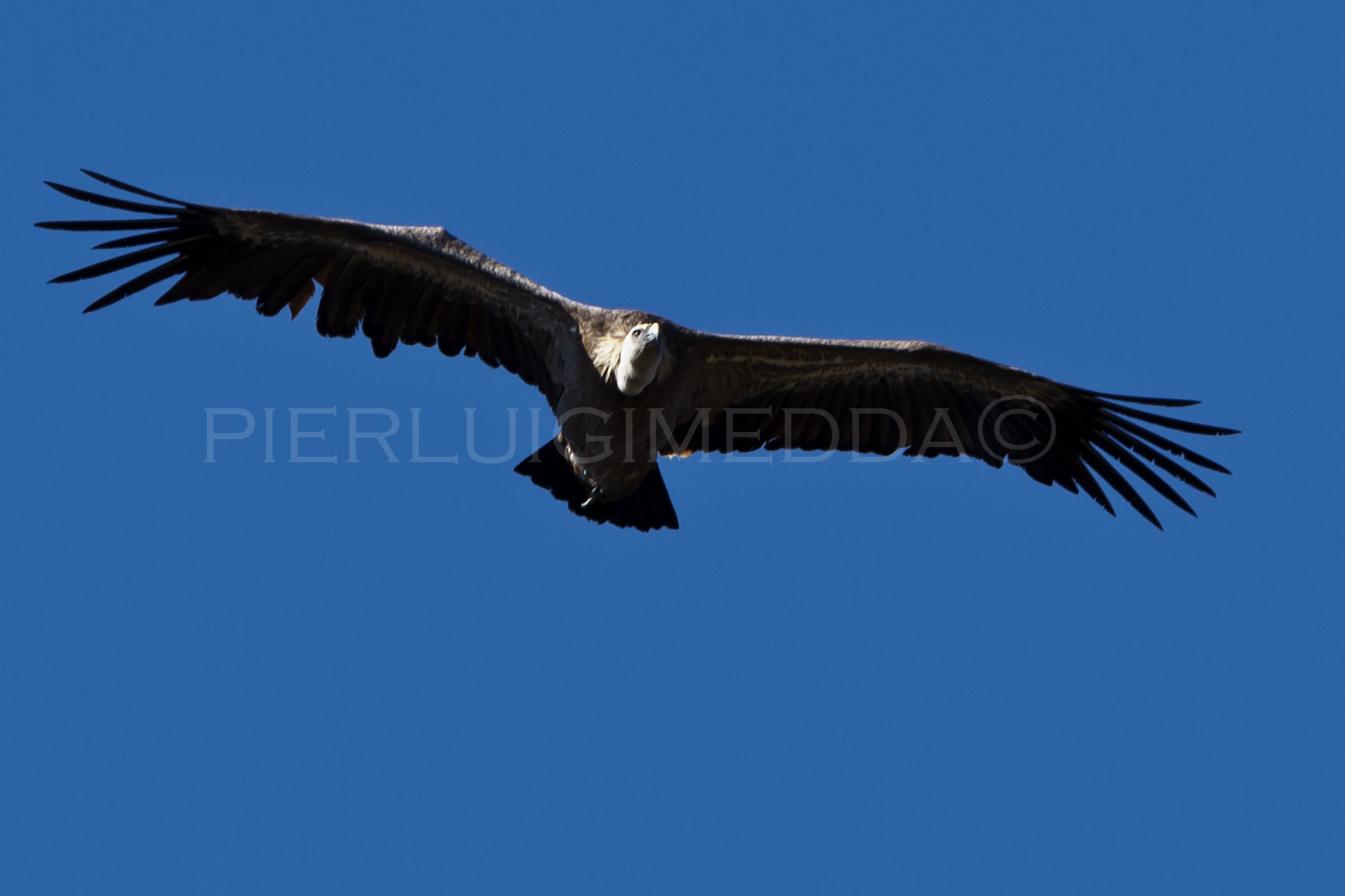 Grifone  Gyps fulvus sulla litoranea  Bosa- Alghero