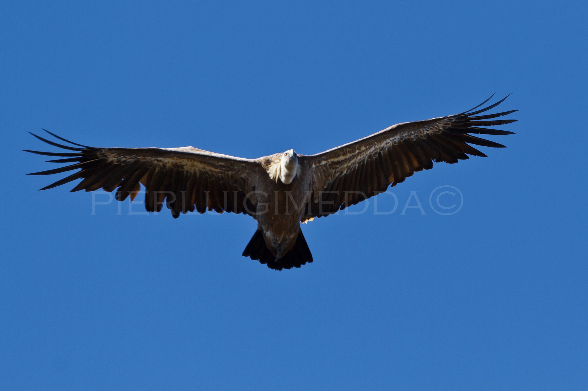 Grifone  Gyps fulvus sulla litoranea  Bosa- Alghero