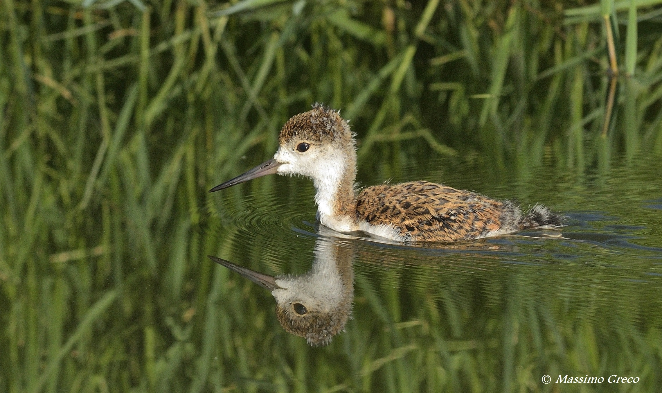 Giovane Cavaliere d'Italia