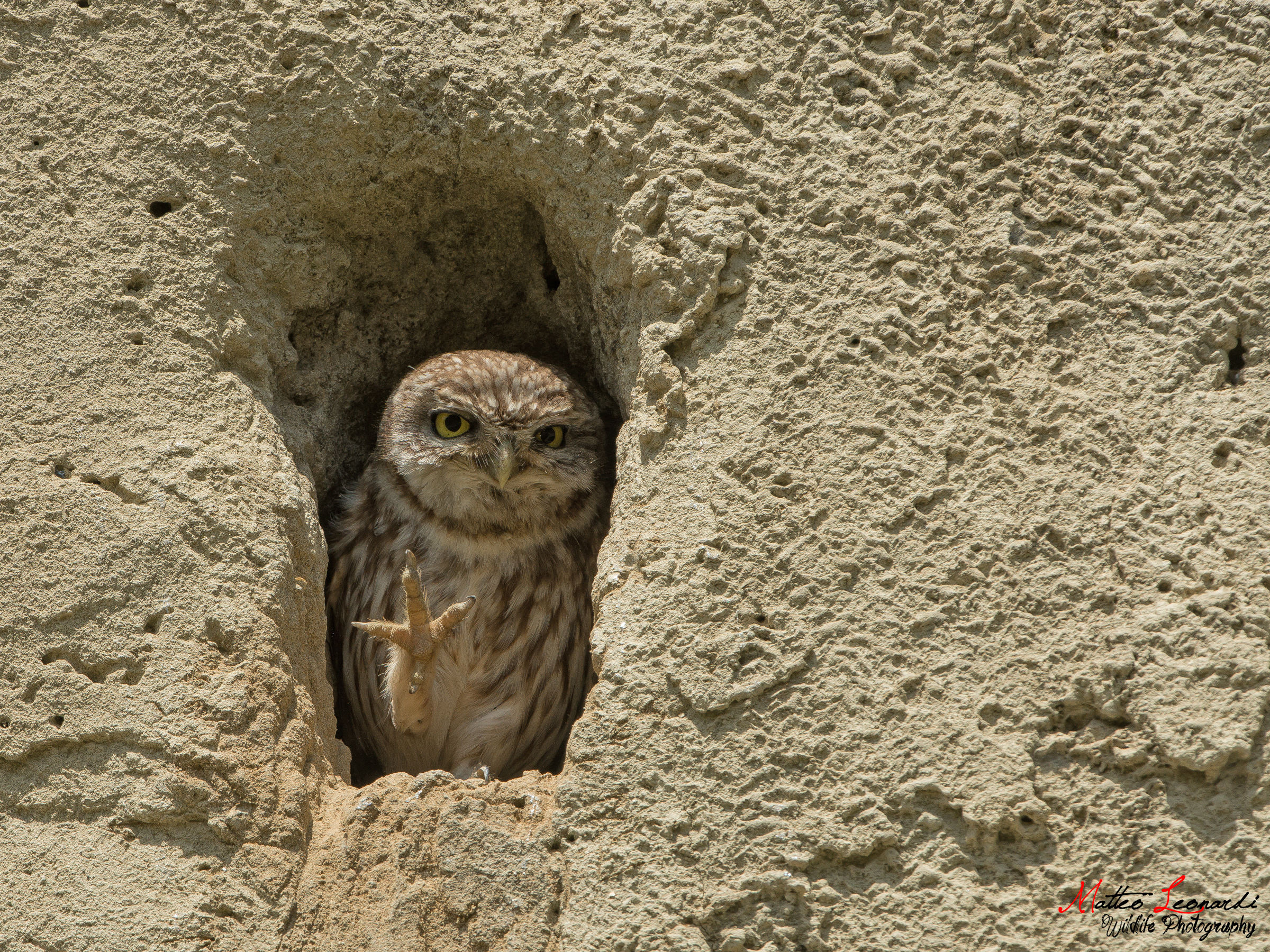 The Greeting of the Civetta