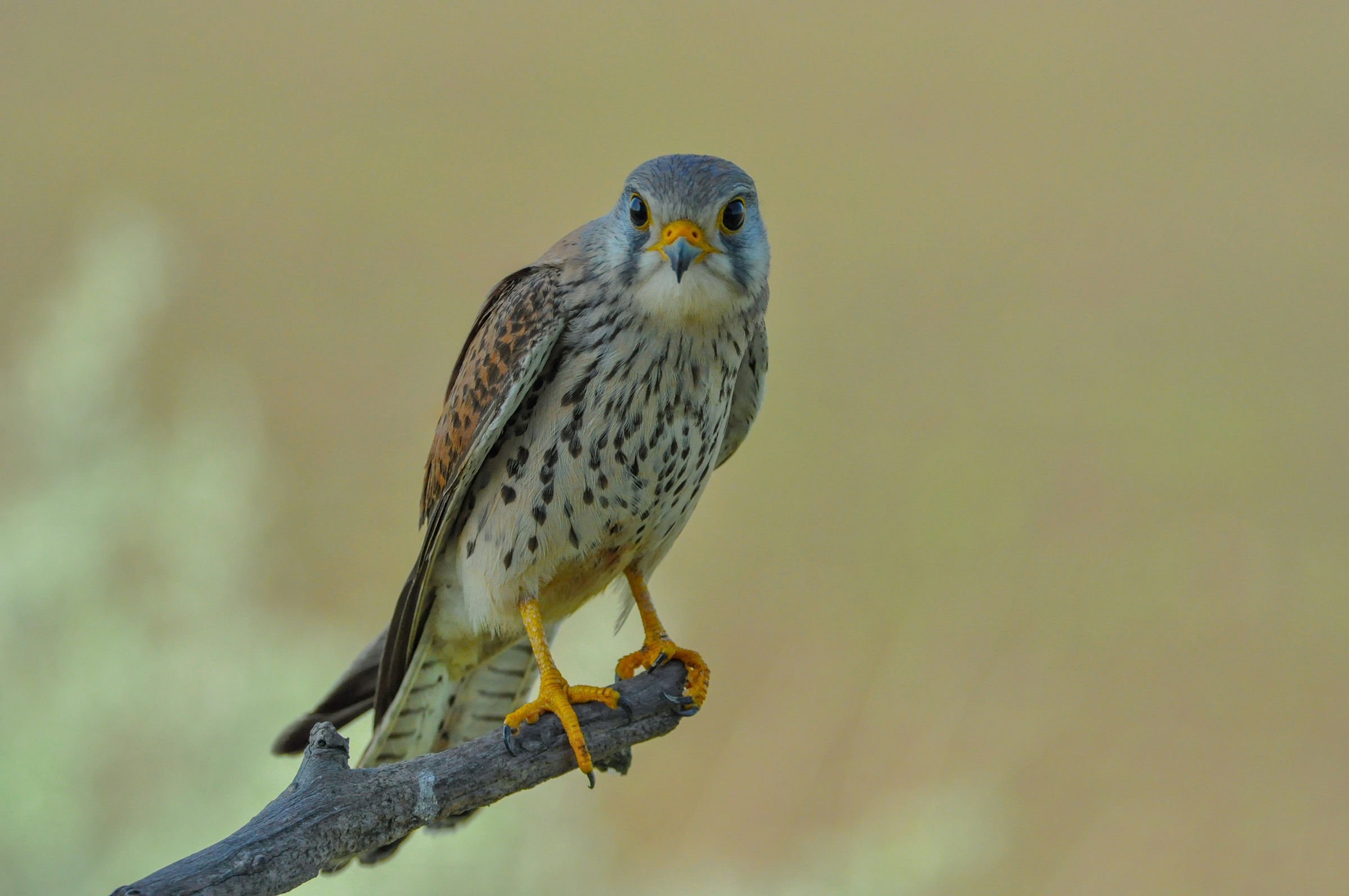 kestrel