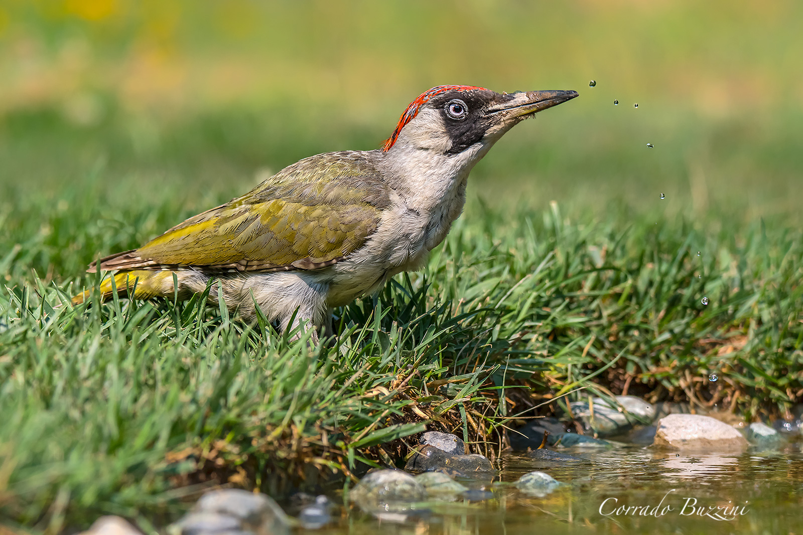 Green woodpecker