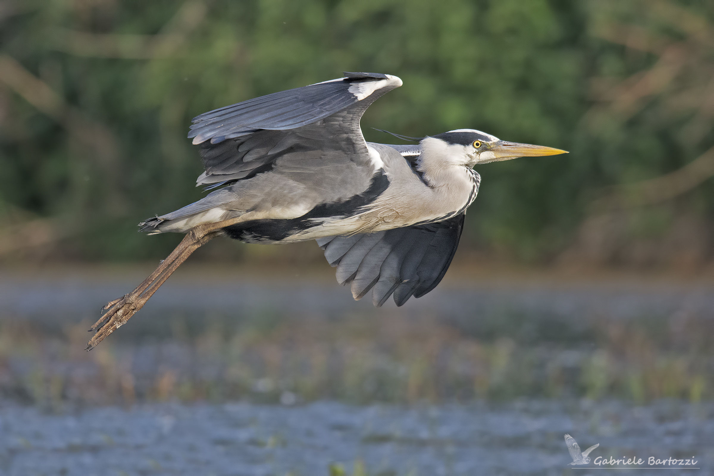 airone cenerino (Ardea cinerea)