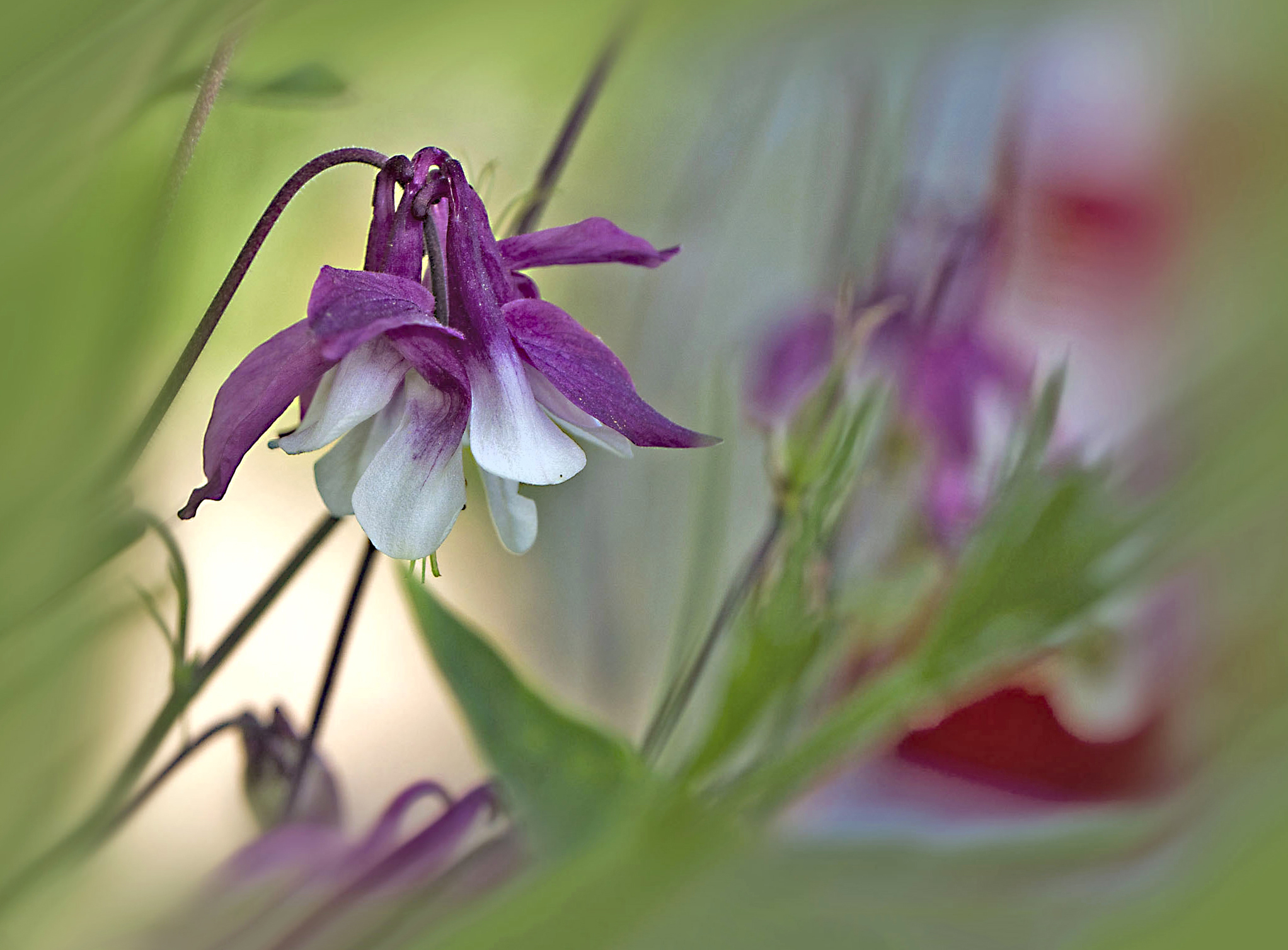 Aquilegia
