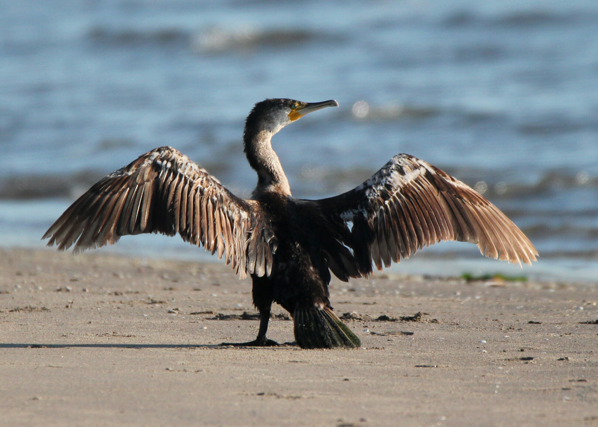 Cormorants in the sun