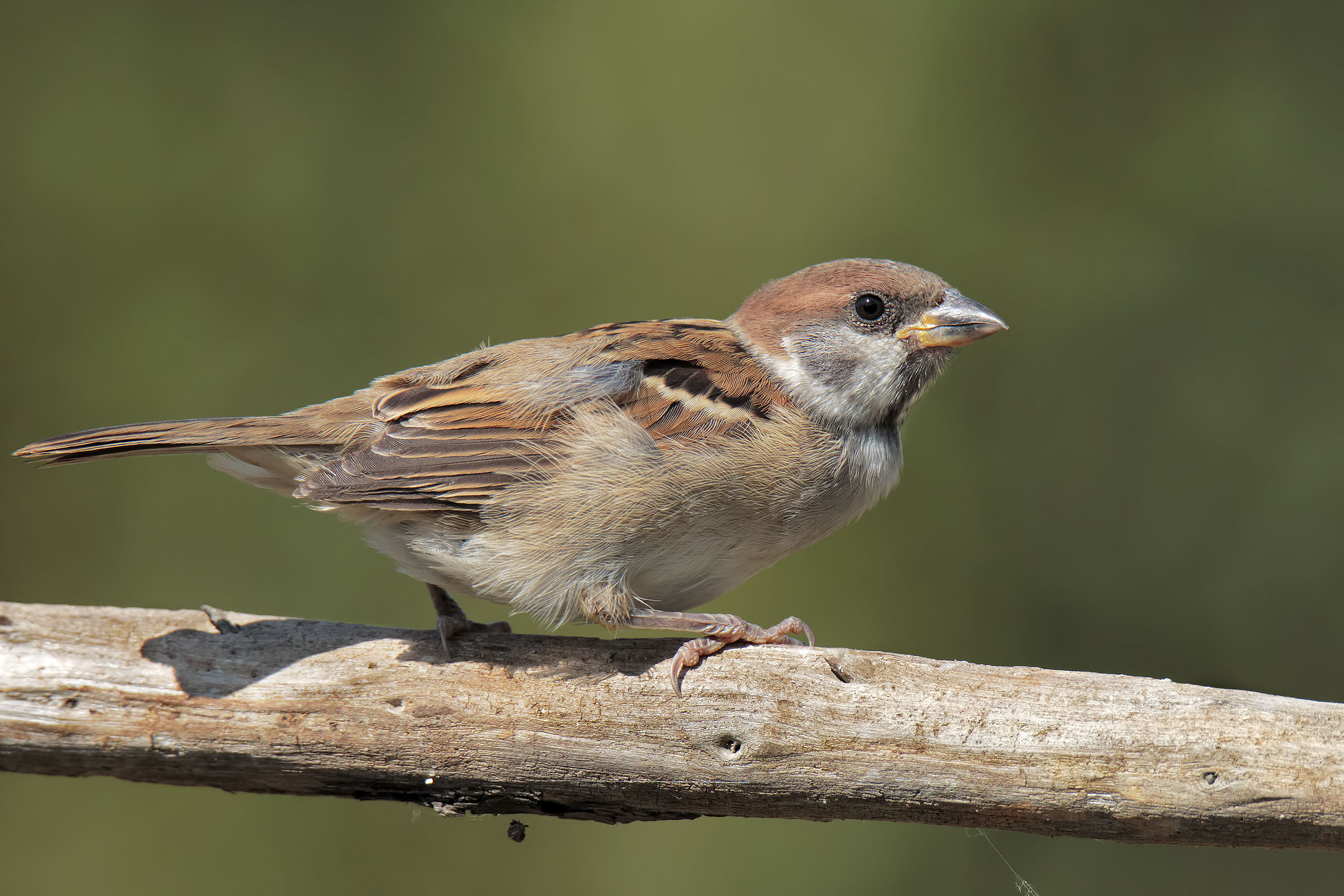 Sparrow