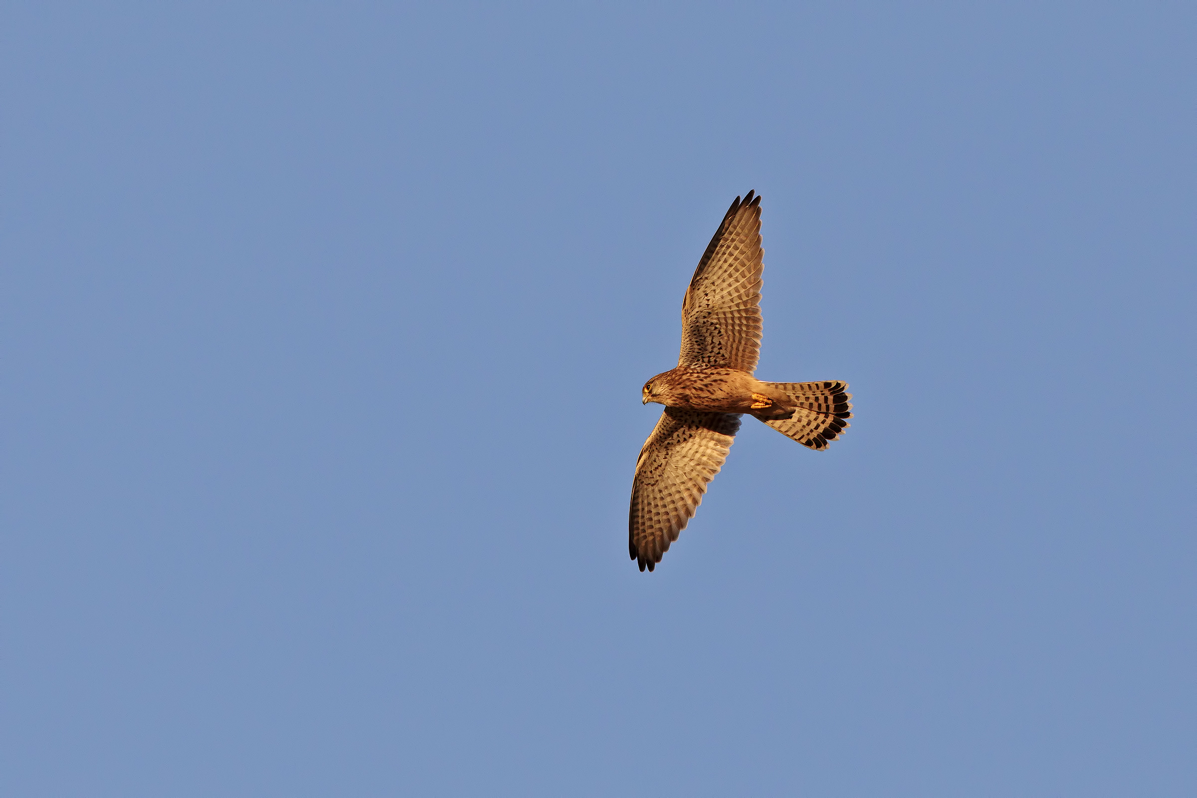 Kestrel