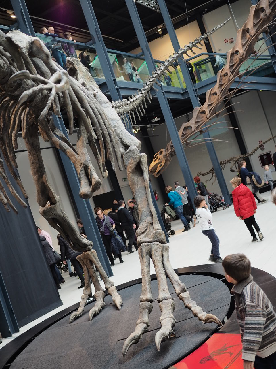 Carnivore inside the herbivore