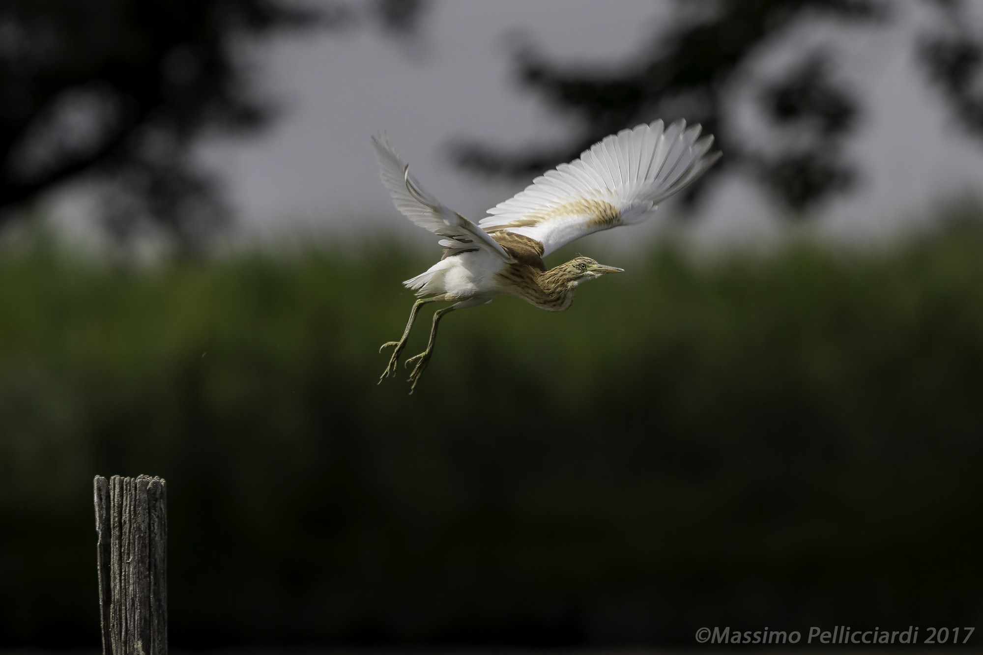 Lo stacco della Sgarza ciuffetto