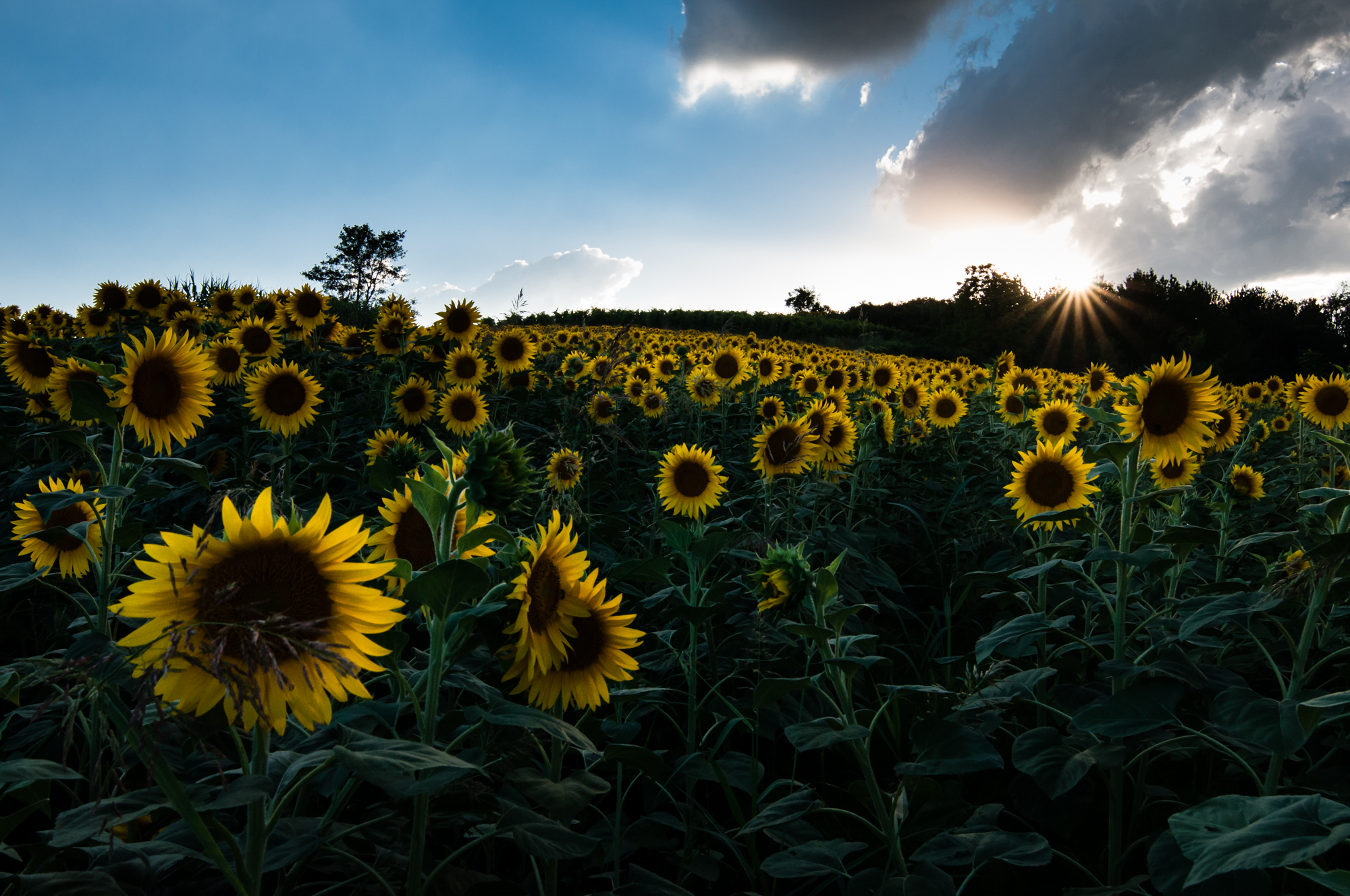 Sunset among sunflowers
