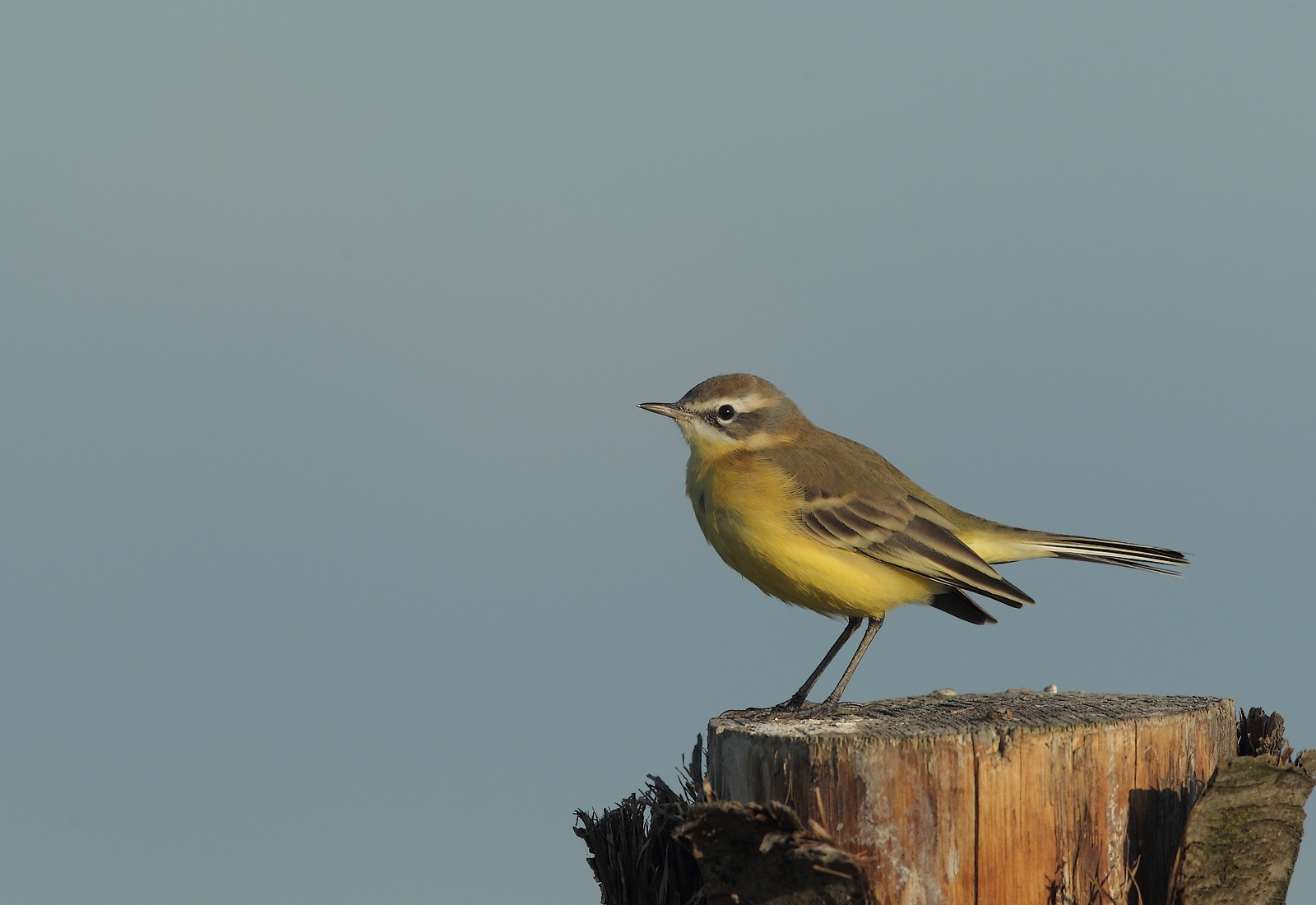 bergeronnette printaniere