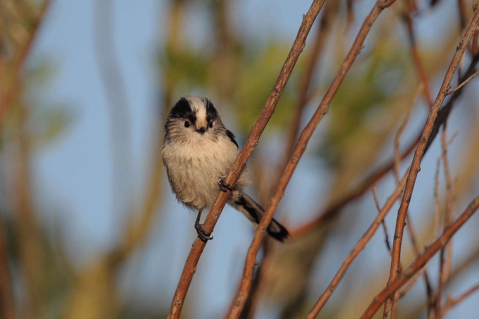 mésange a longue queue