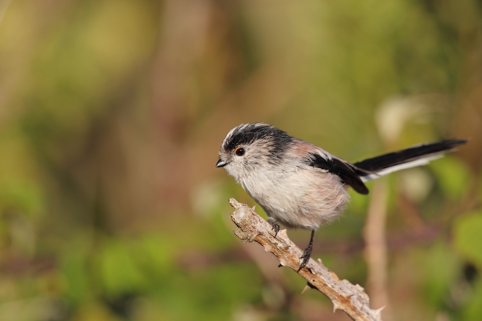 mésange a longue queue