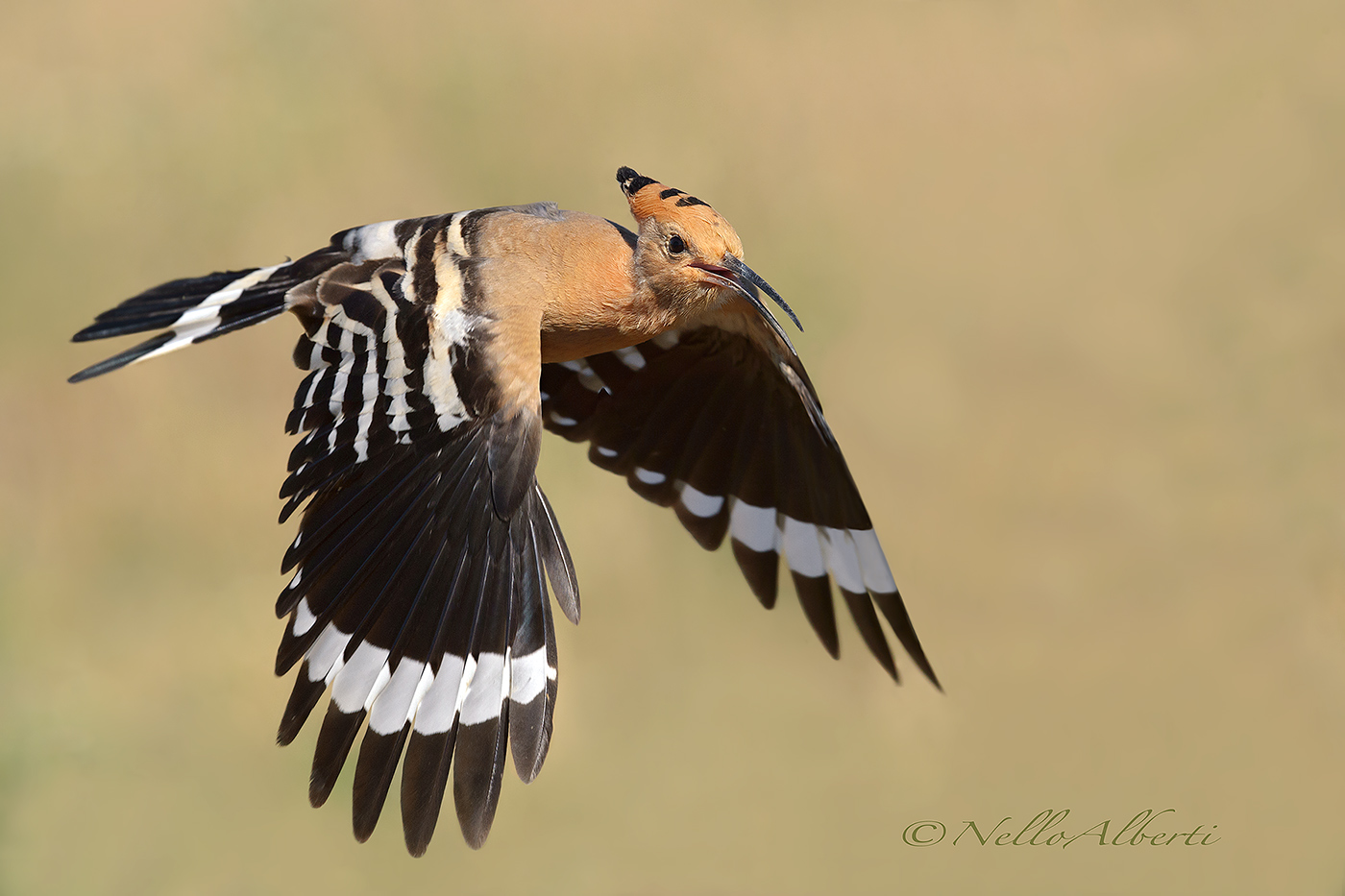 Upupa in volo radente !