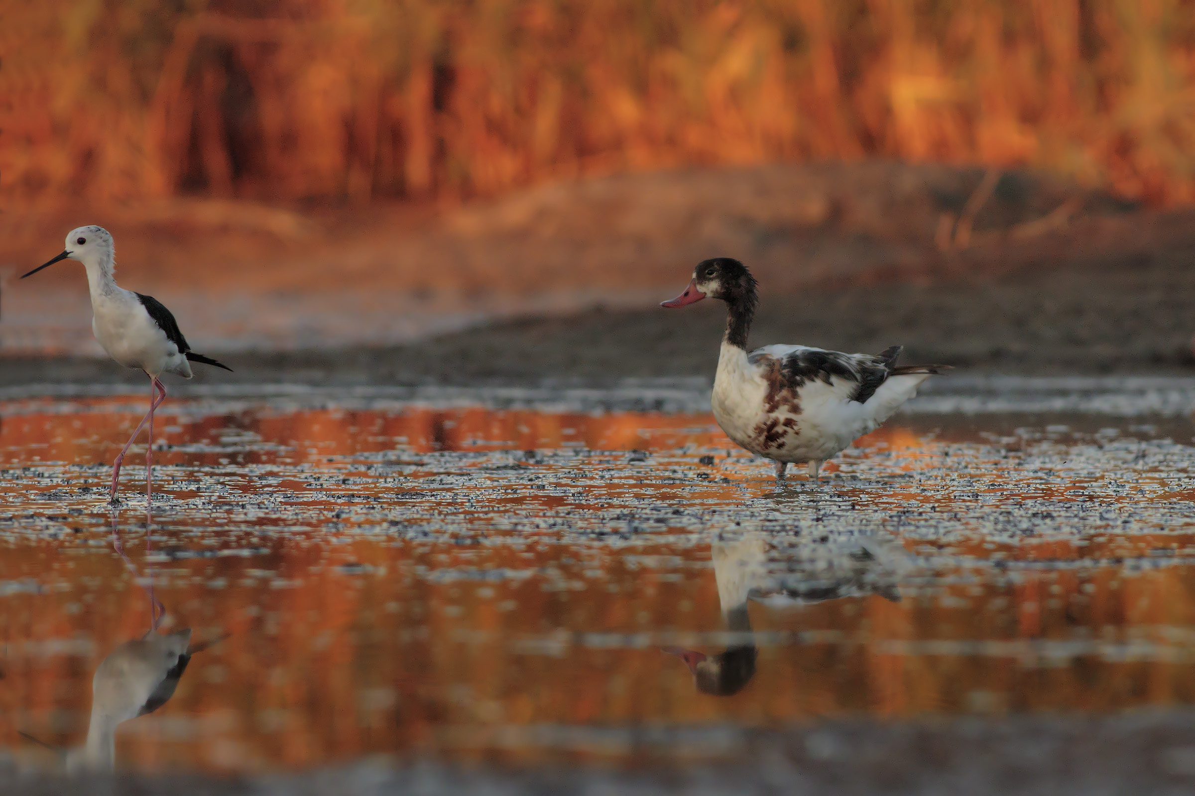 Nice meeting at dawn in the lagoon
