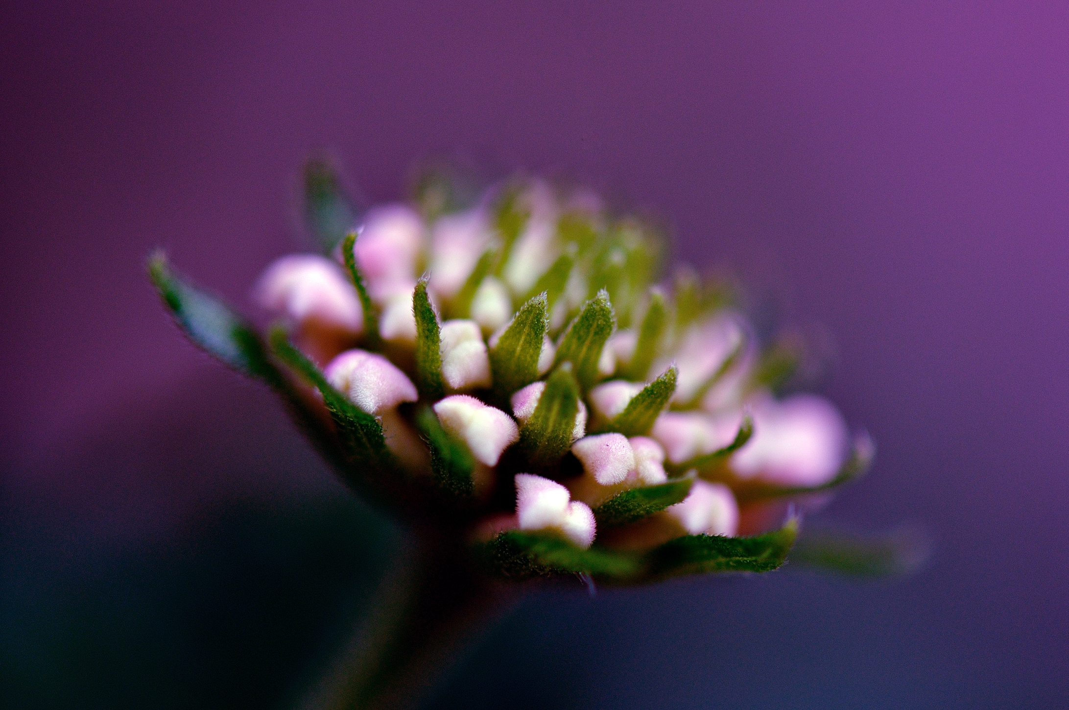 Apririsi alla vita...