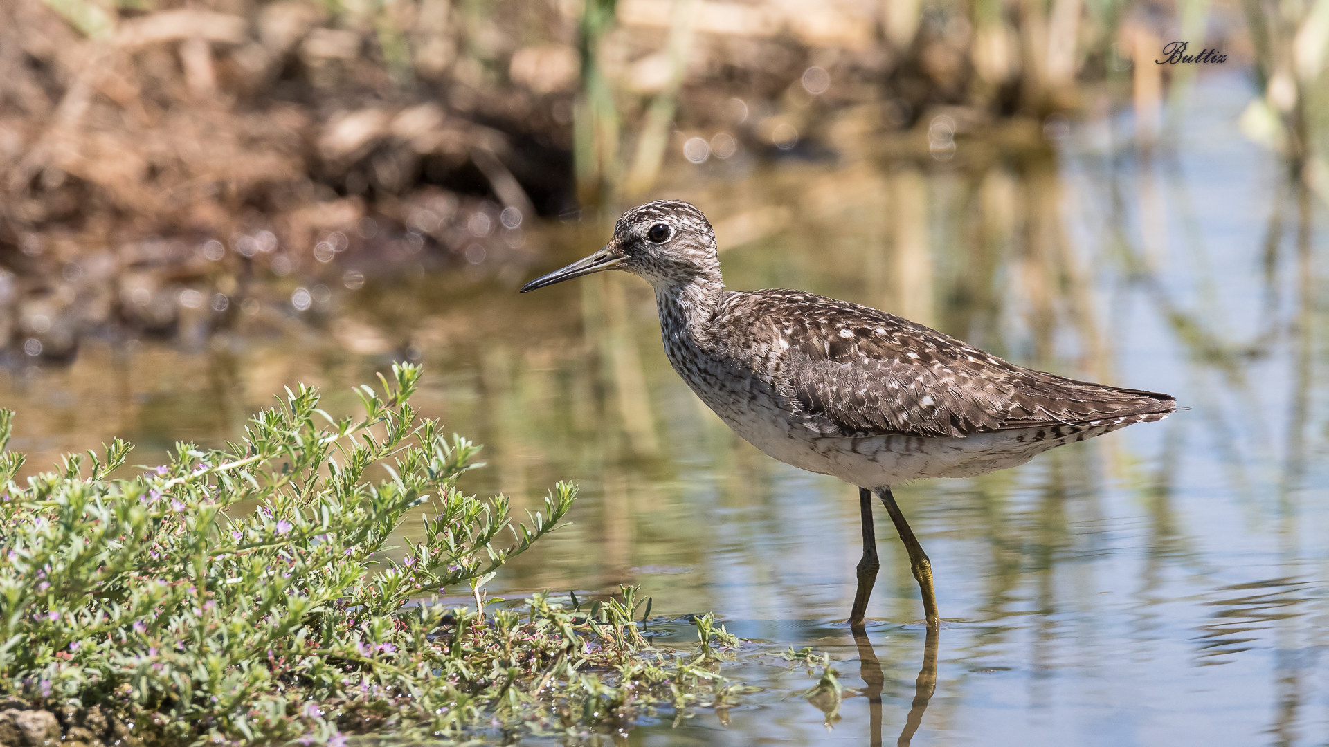Piro Piro Boschereccio