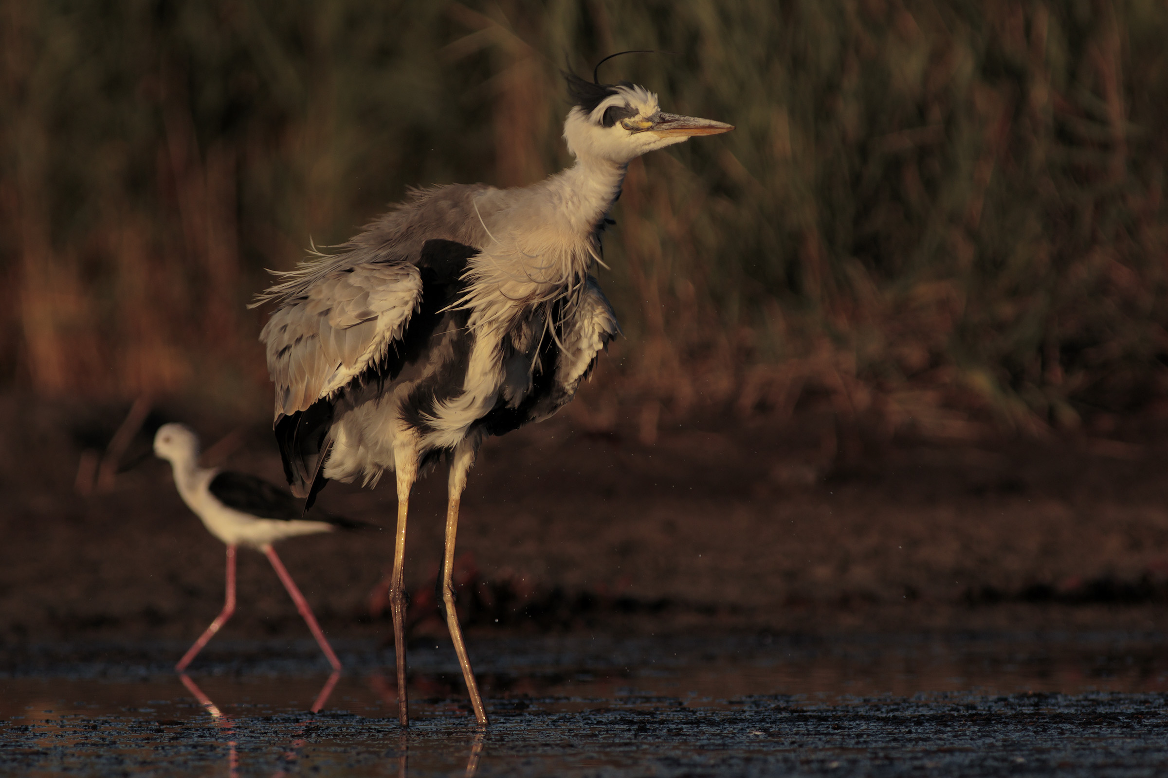 Nice meeting at dawn in the lagoon