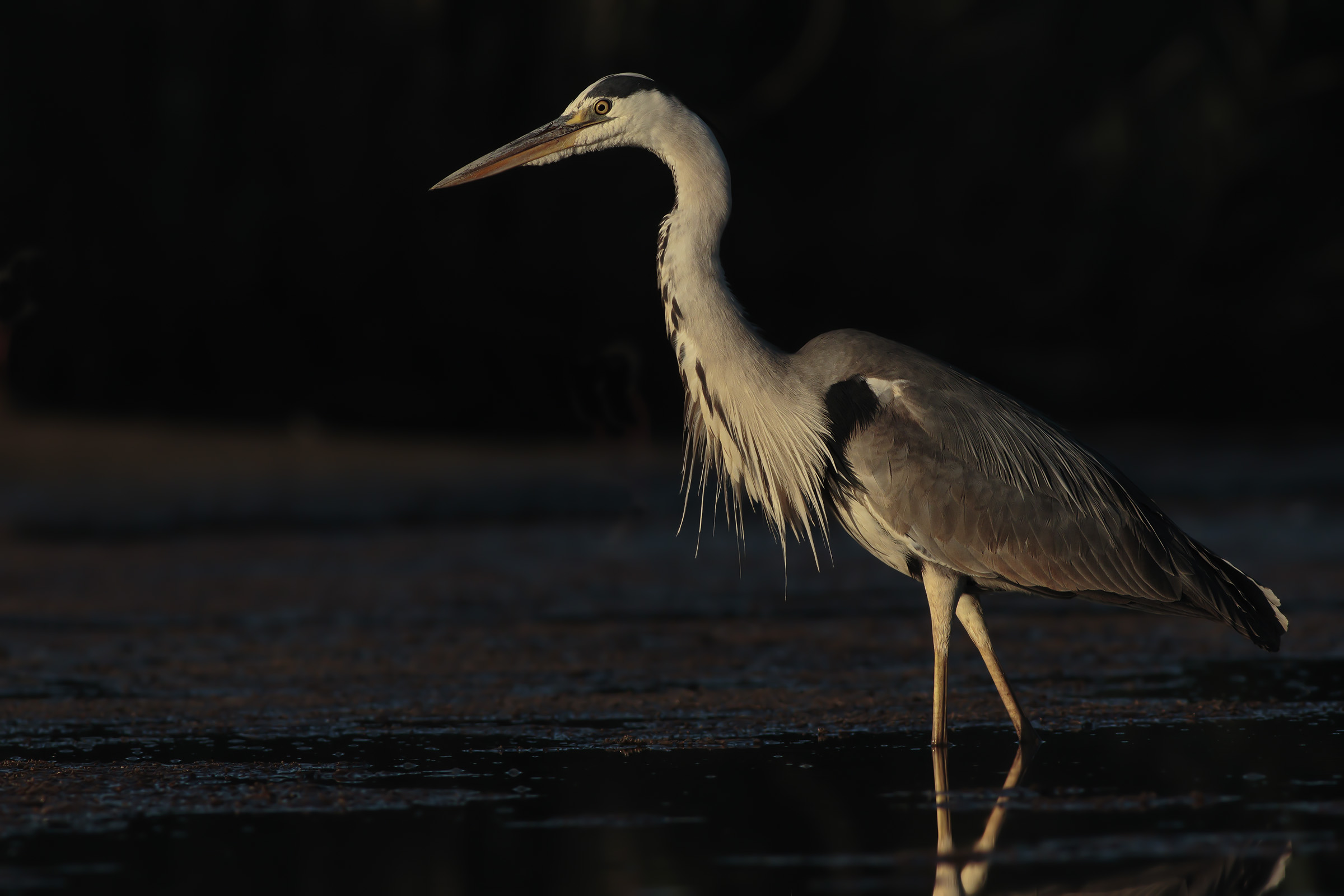 Heron at Early Dawn.