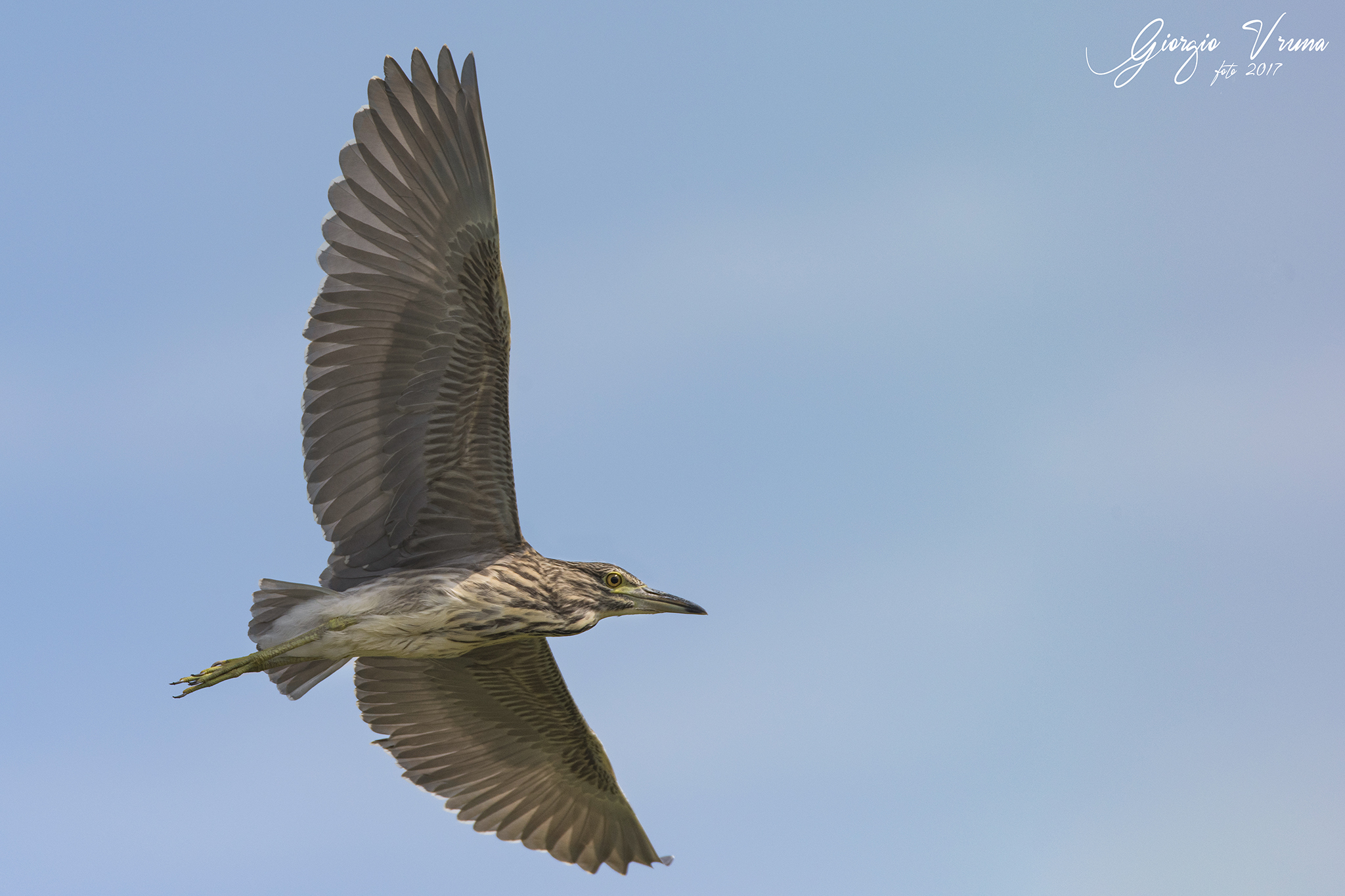 Night Heron