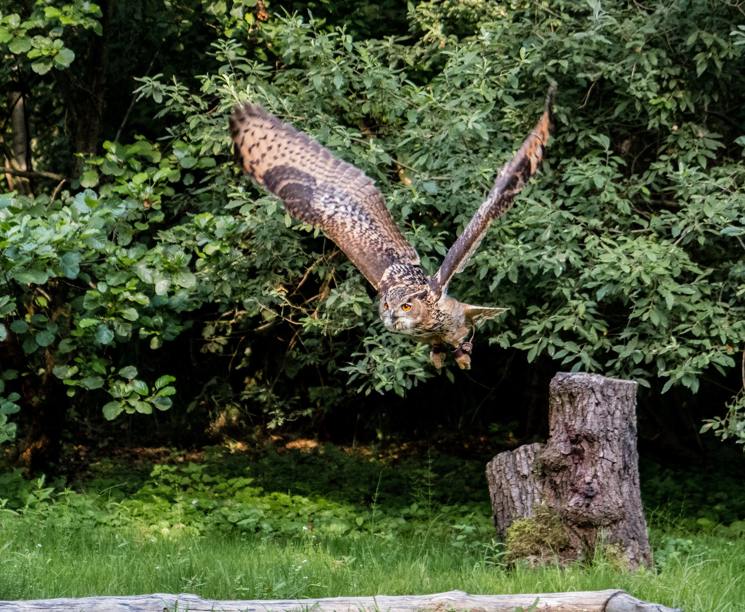 The real owl in flight