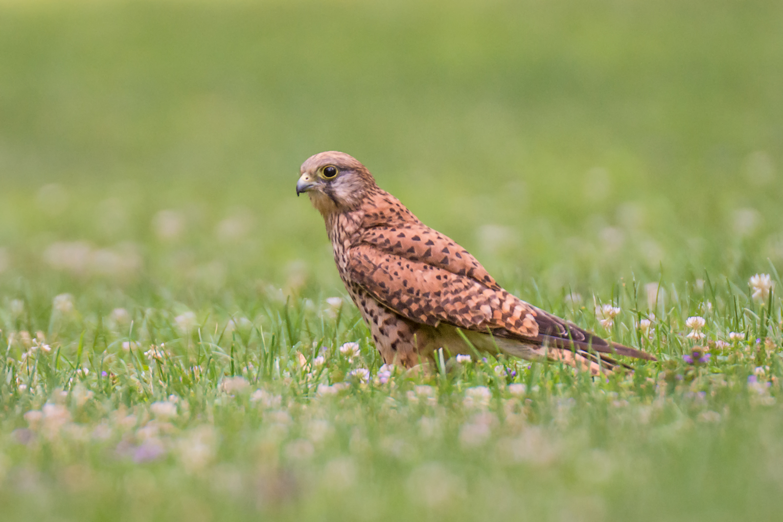 Kestrel