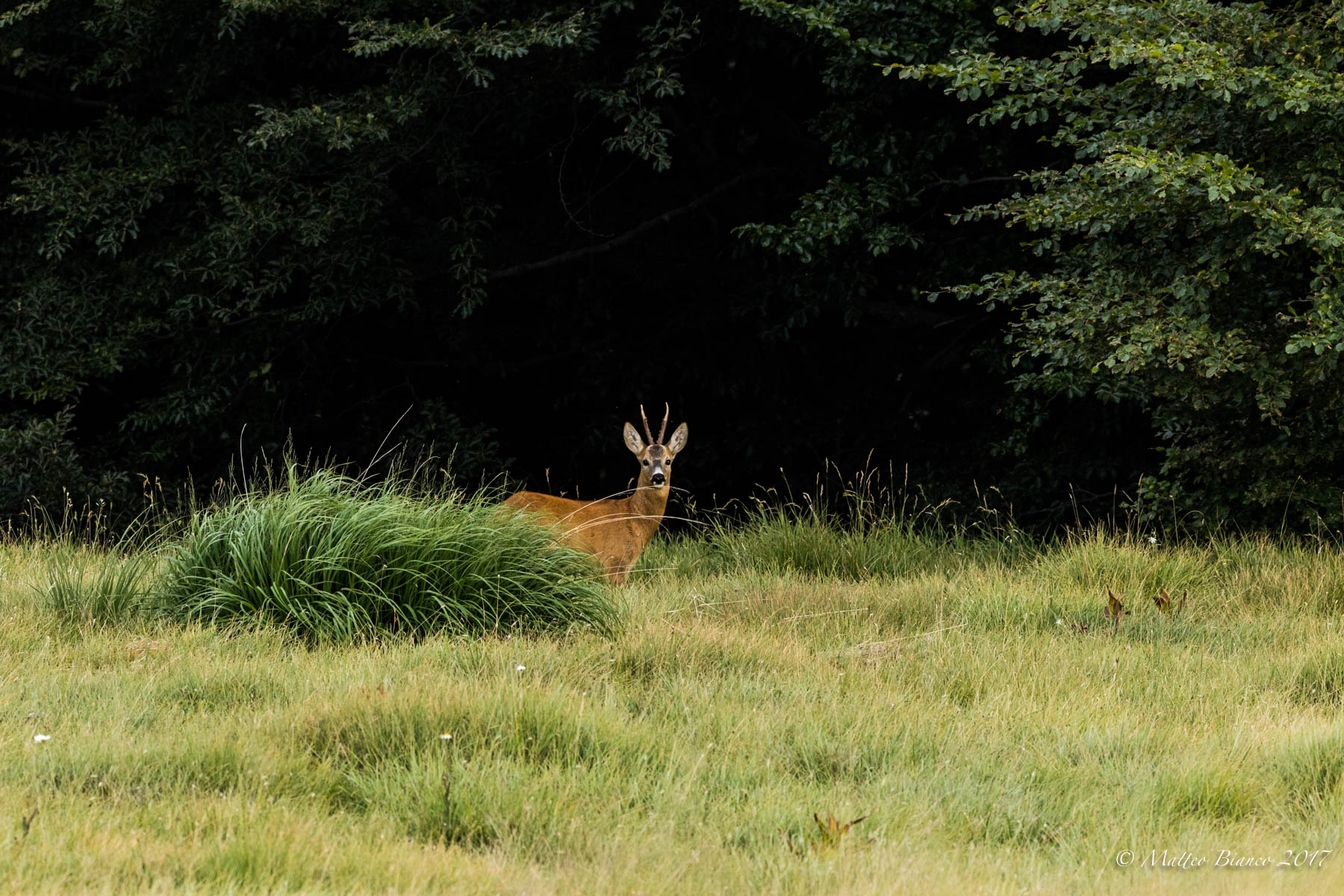 Capricorn at the edge of the forest