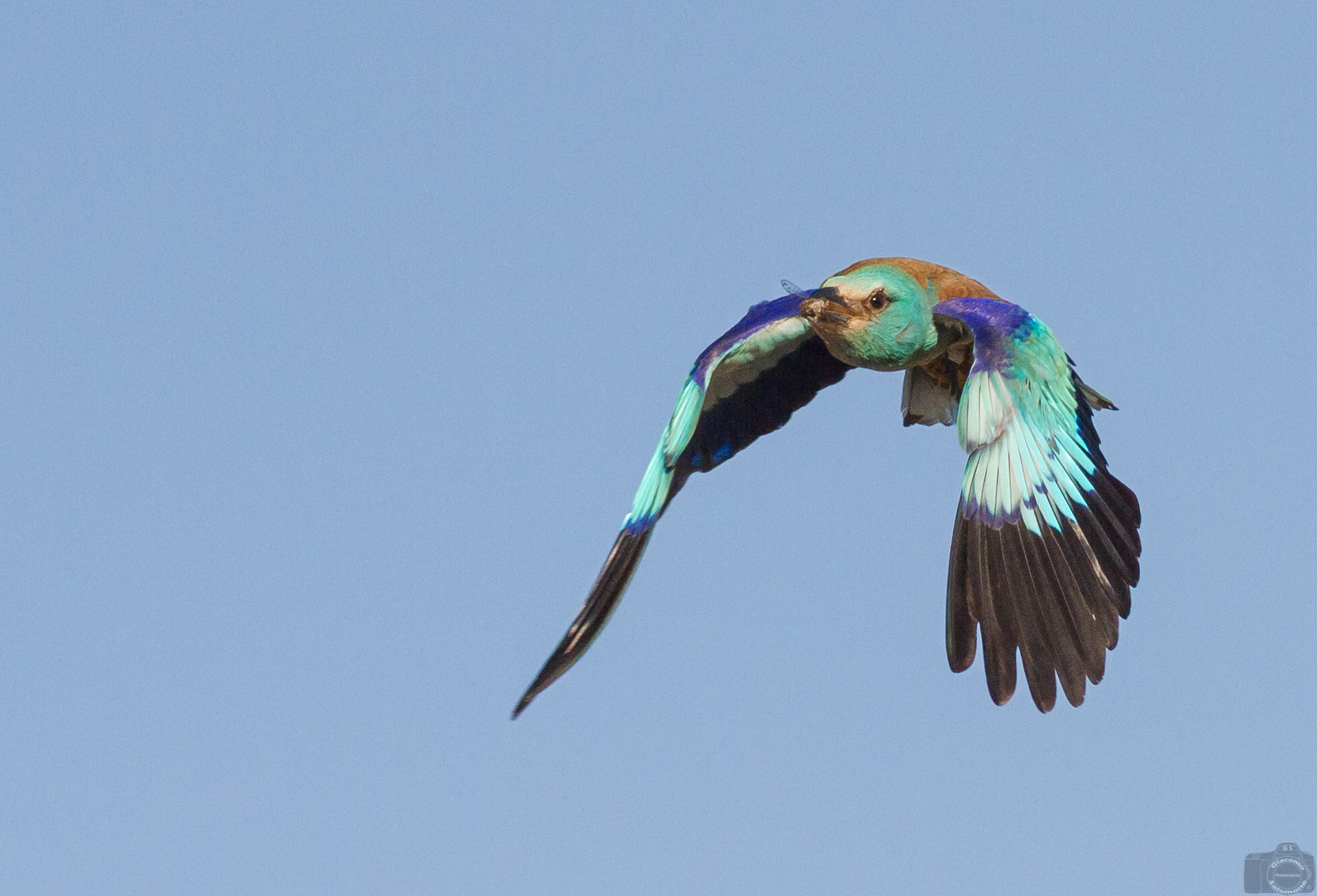 Arriving sailboat with cicada