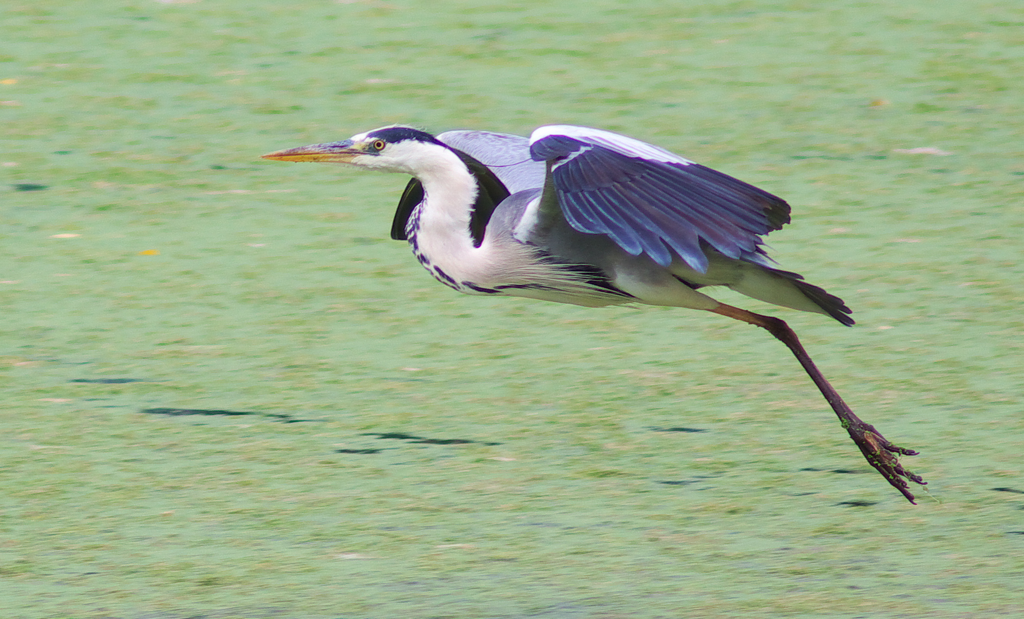 Grass heron