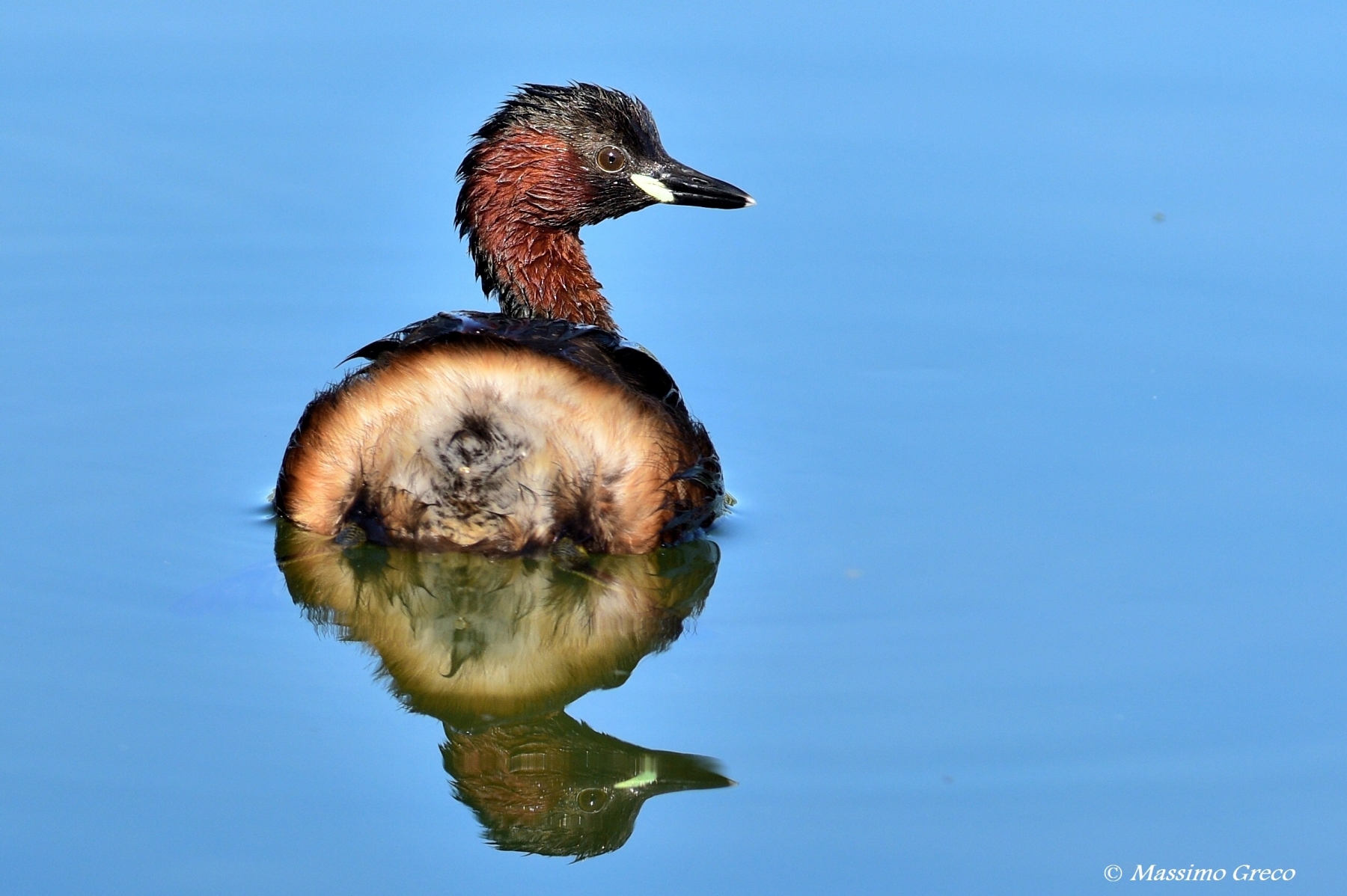 Tuffetto (Tachybaptus ruficollis)
