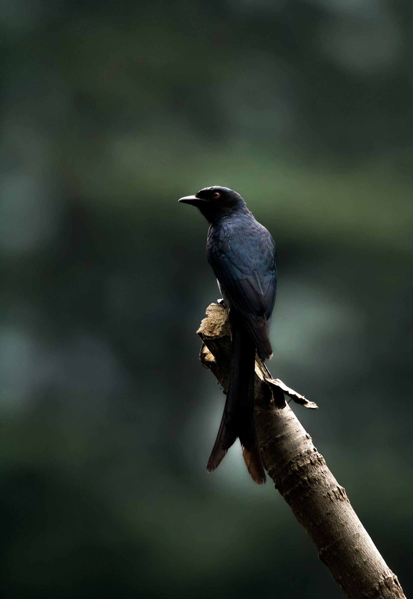 Drongo (Dicurro macrocercus)