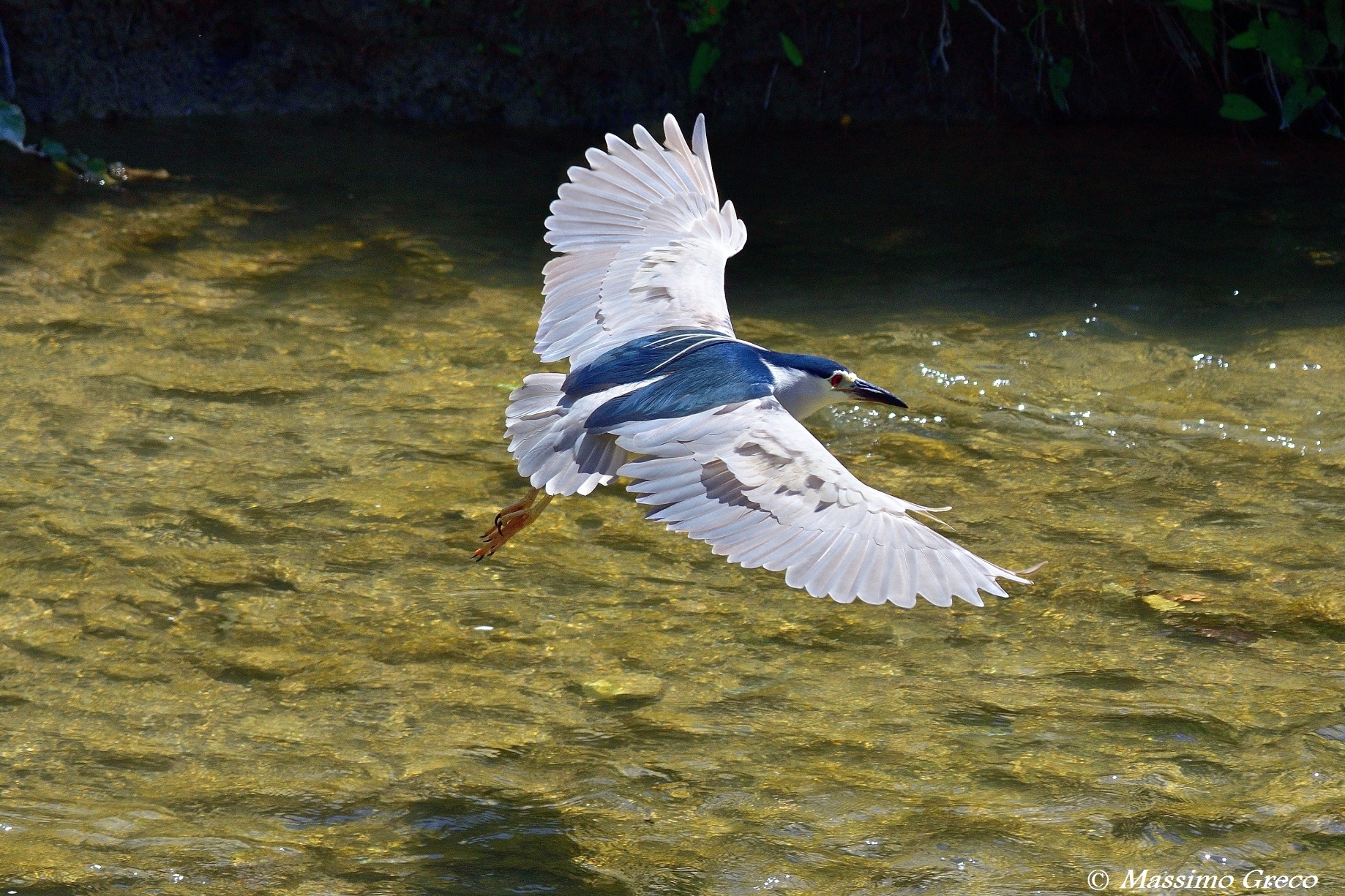 Nitticora (Nycticorax nycticorax)