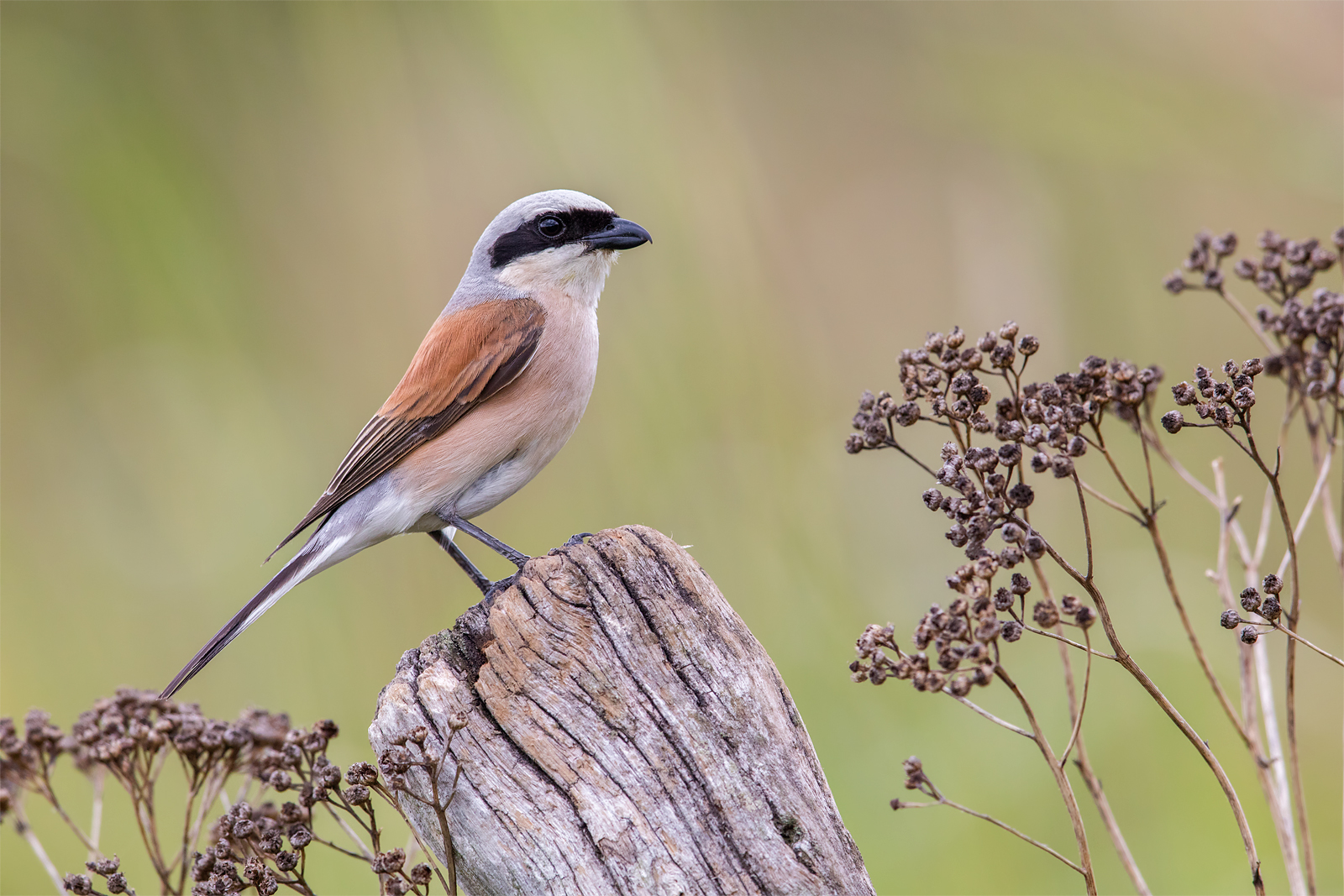 Red-backed shrike
