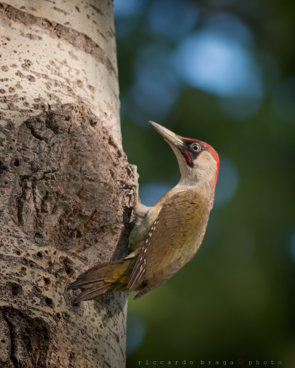Picchio verde maschio