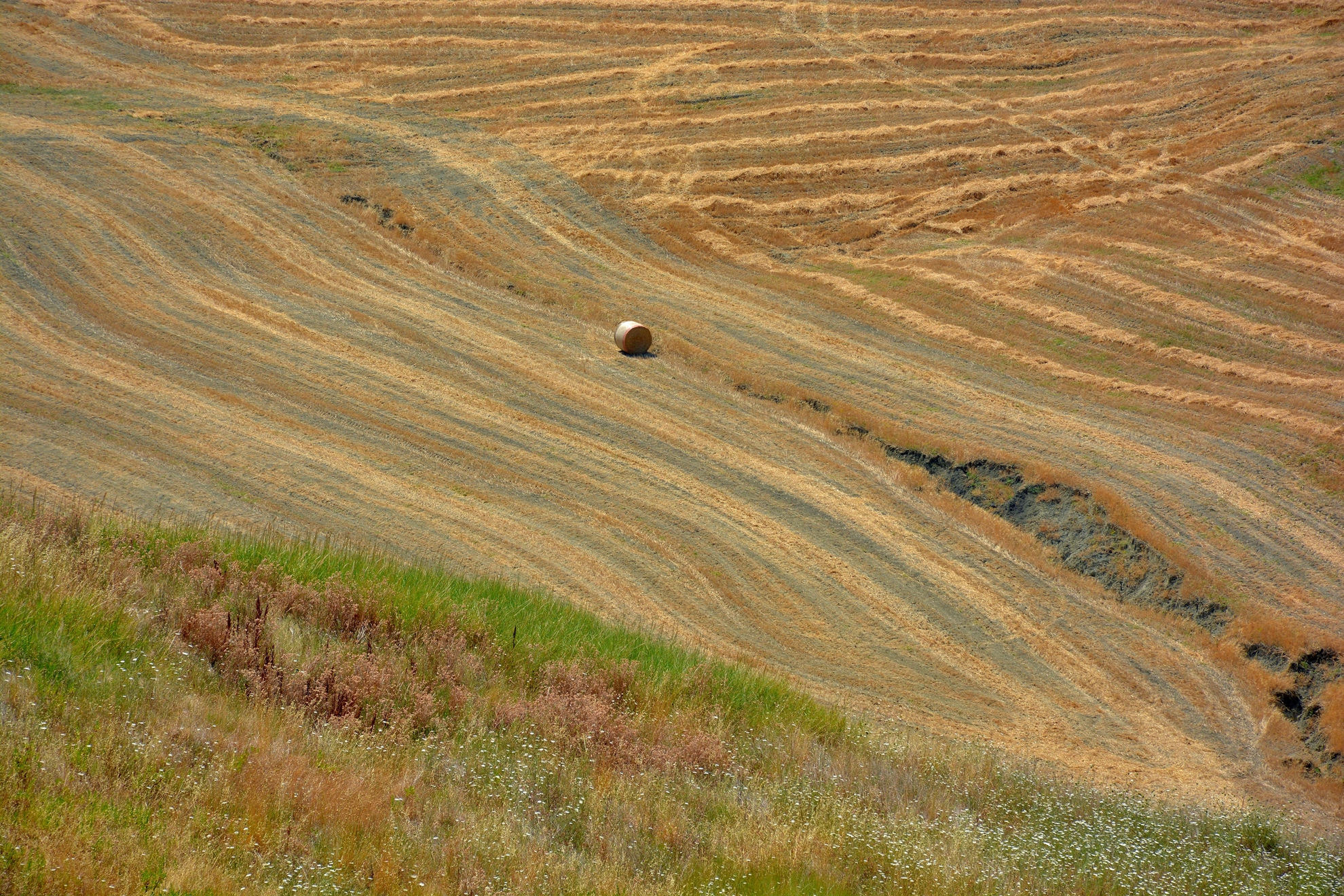 Pillola sulla Lingua