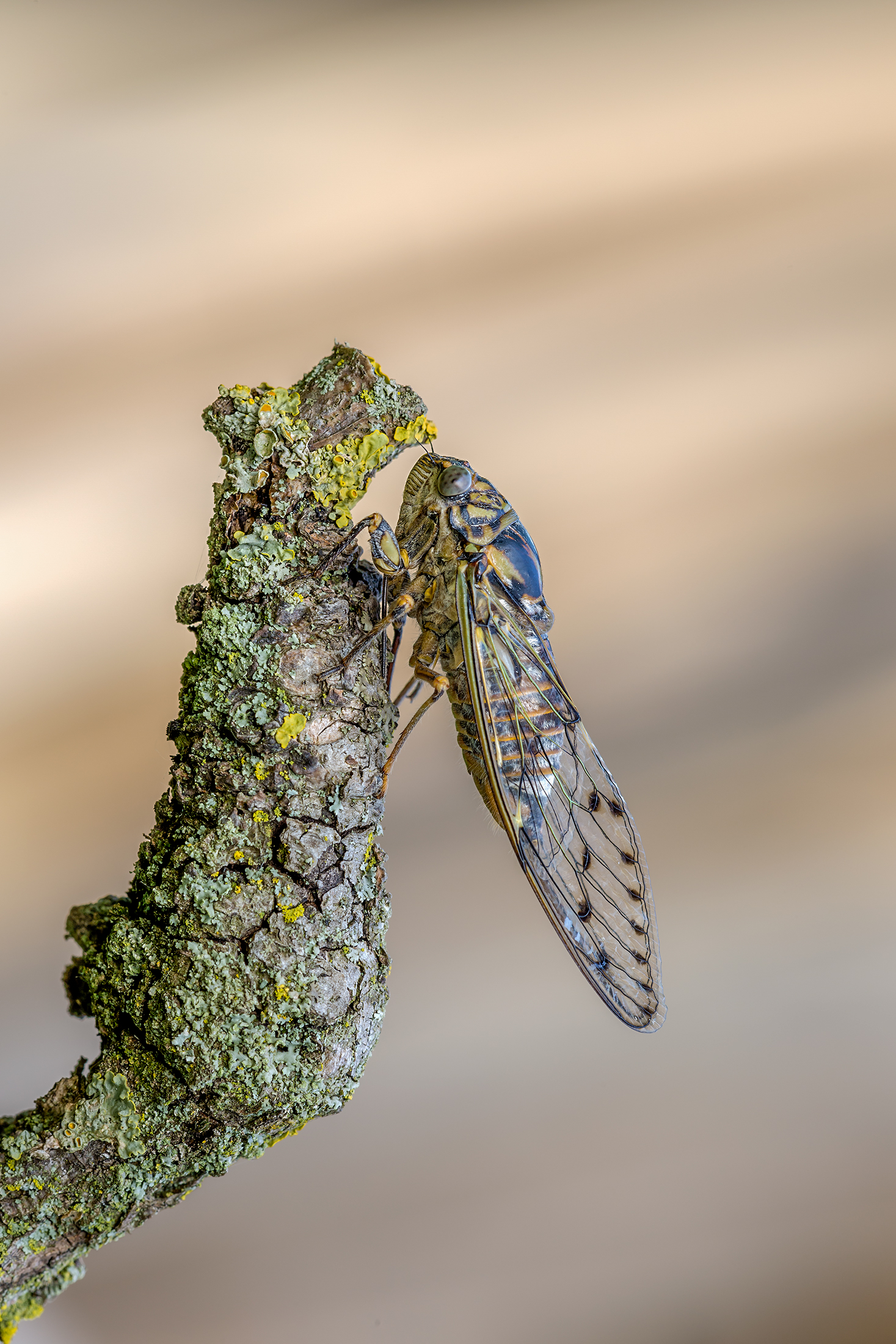 cicada