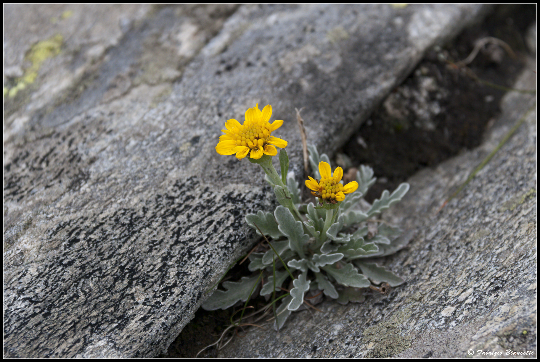 Between the rocks above 2200 mt