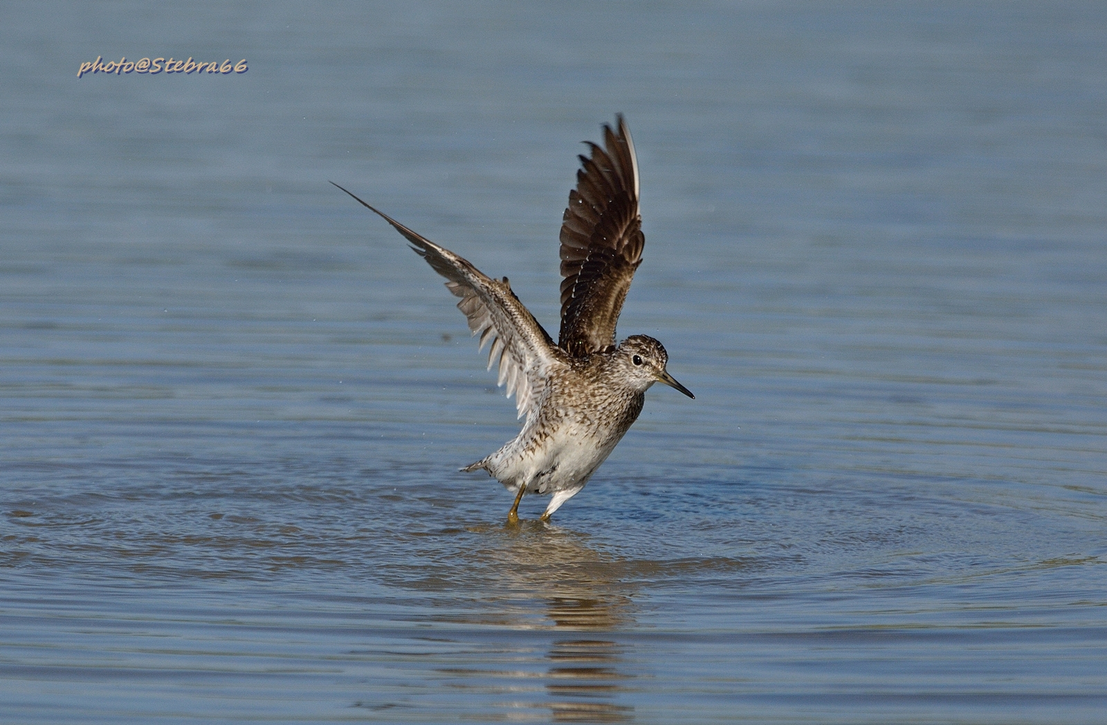 lo stacco del piro piro