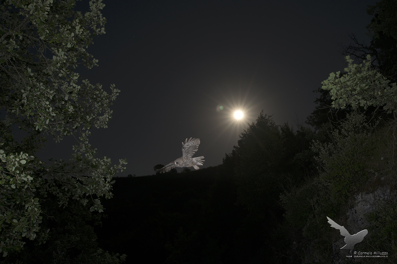 With the full moon _Strix aluco_