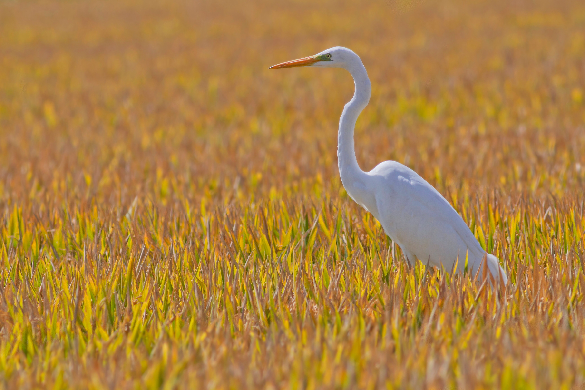 Rice, Frankincense and Myrrh