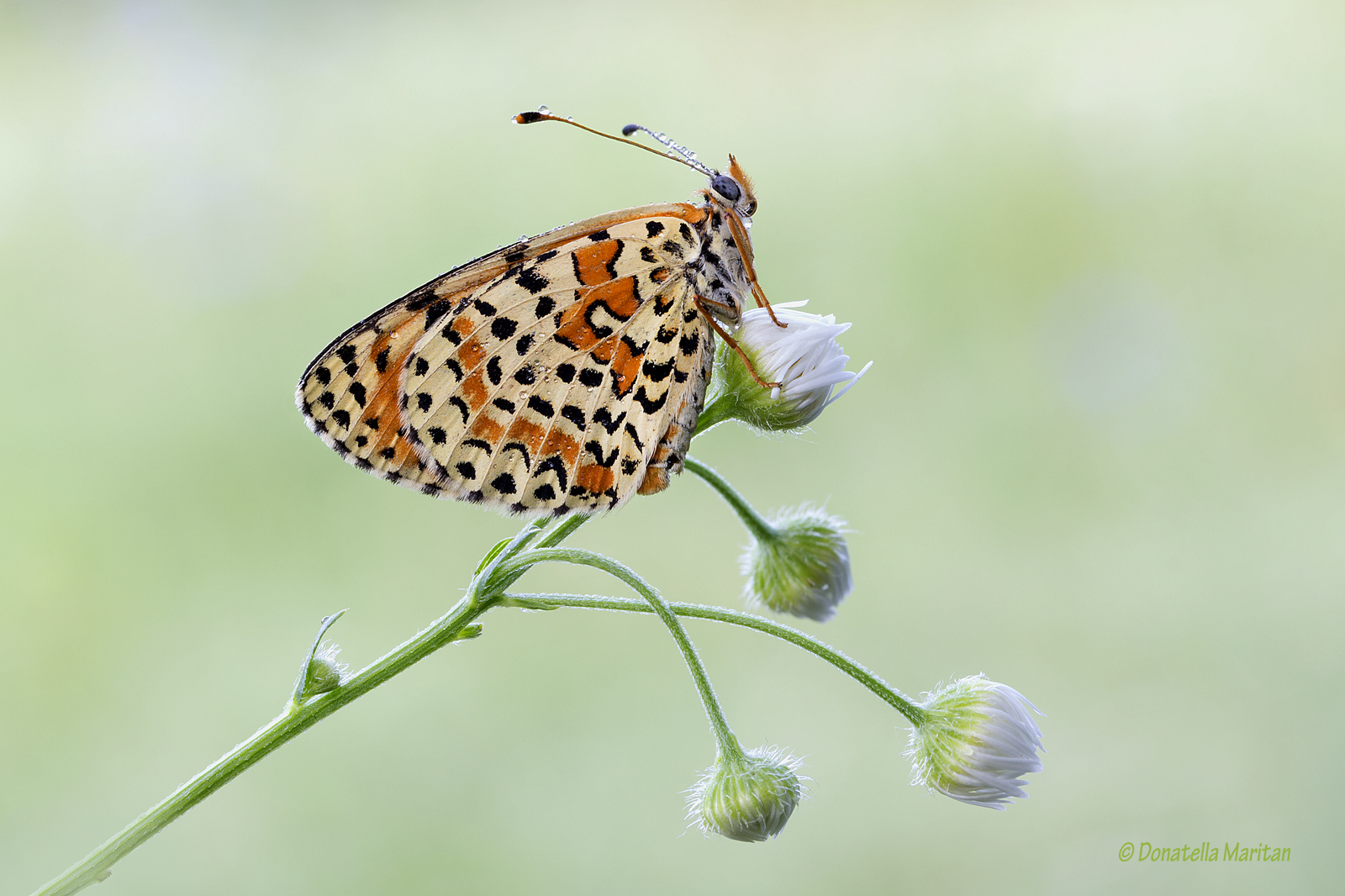 Melitaea *