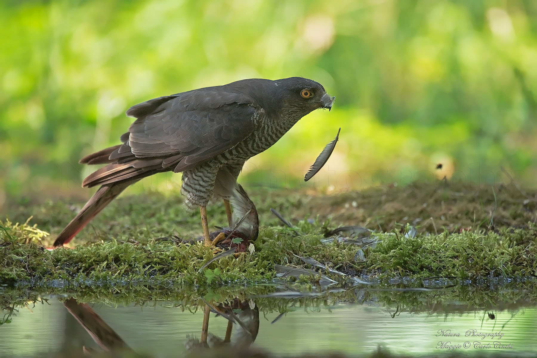 Female sparrows with prey